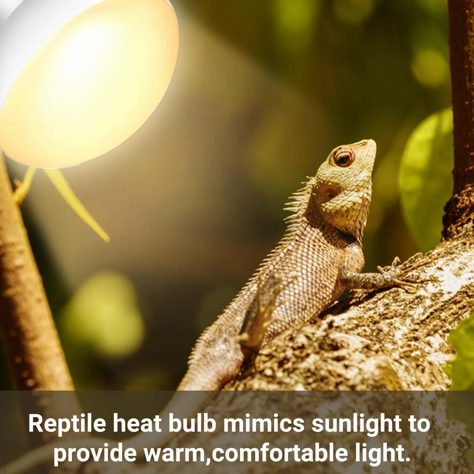 Caldarax Lot de 2 Ampoule Chauffante Reptile 50W AC 220V Basking Spot R80 UVA E27