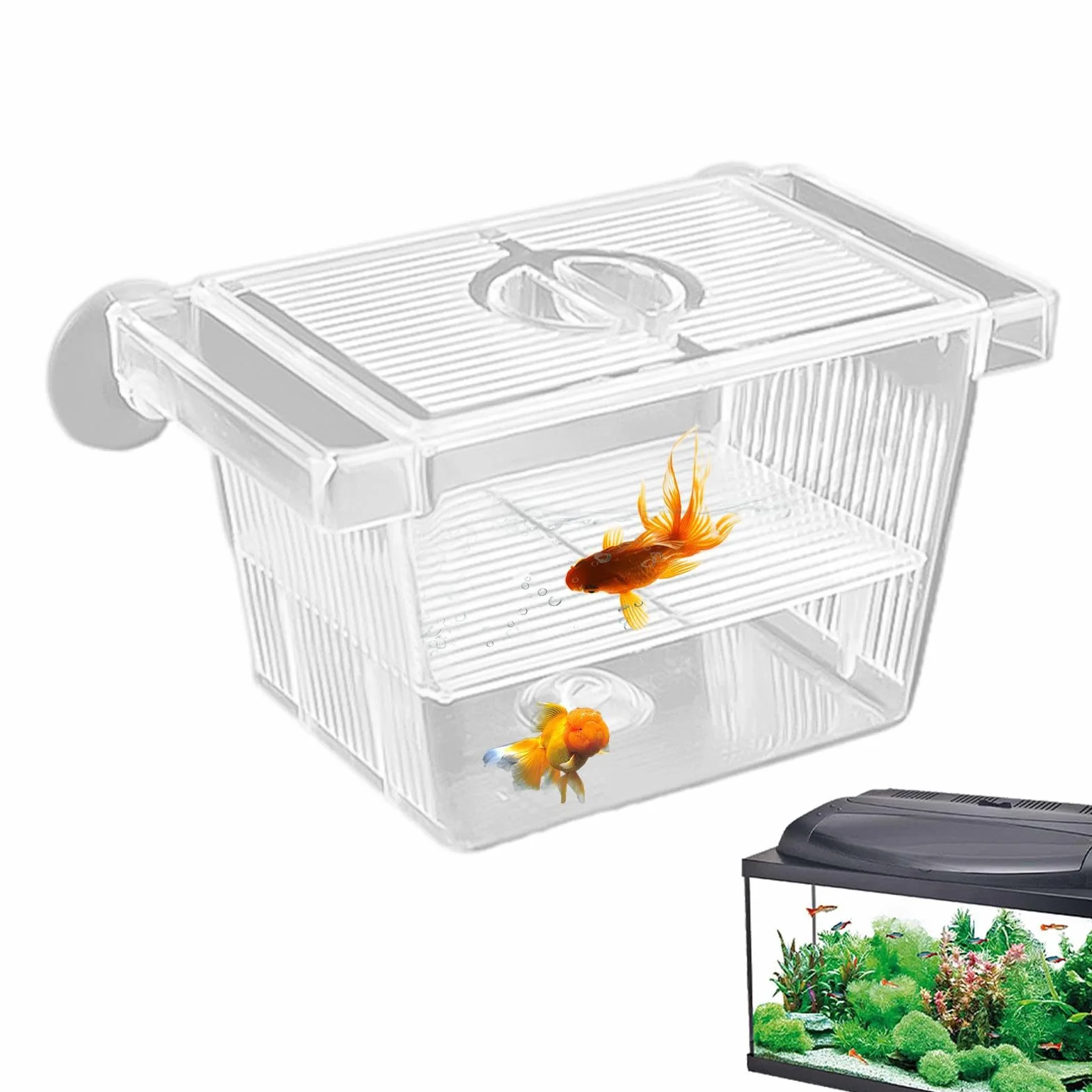 Boîte d'isolation Transparente pour Poissons et Crevettes - Réservoir d'incubateur en Acrylique pour Aquarium