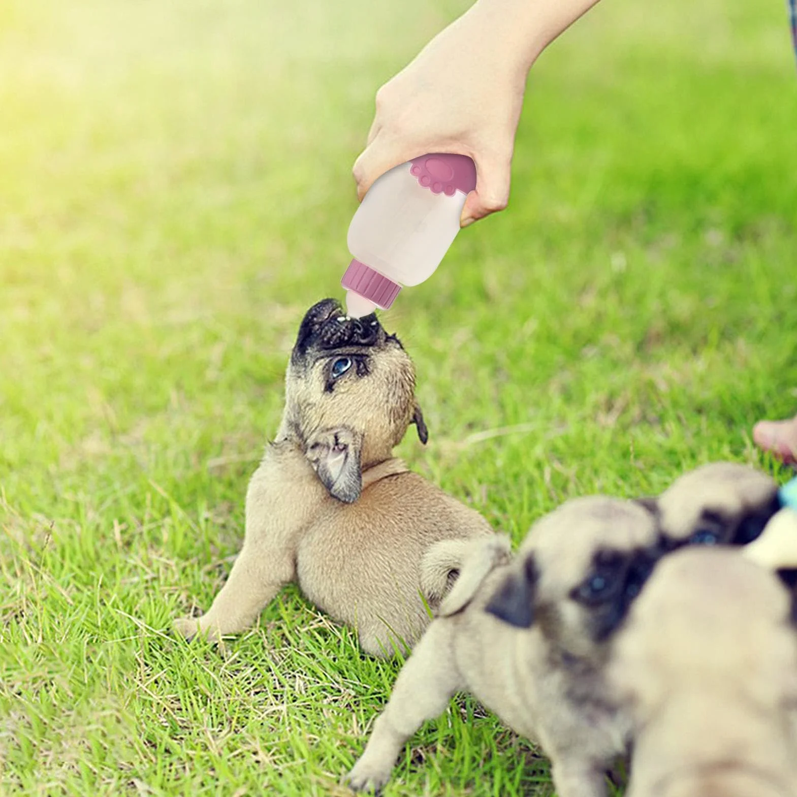 Biberon d'alimentation pour chaton 100 ml - Mangeoire à lait avec tétine et brosse