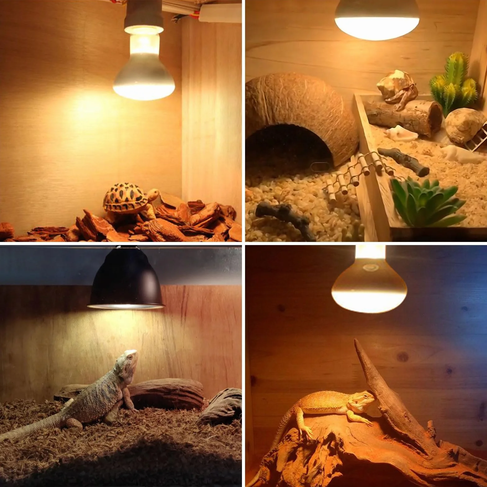 Ampoule Chauffante Terrarium 100W UVA E27 R80 Basking Spot AC 220V Reptile