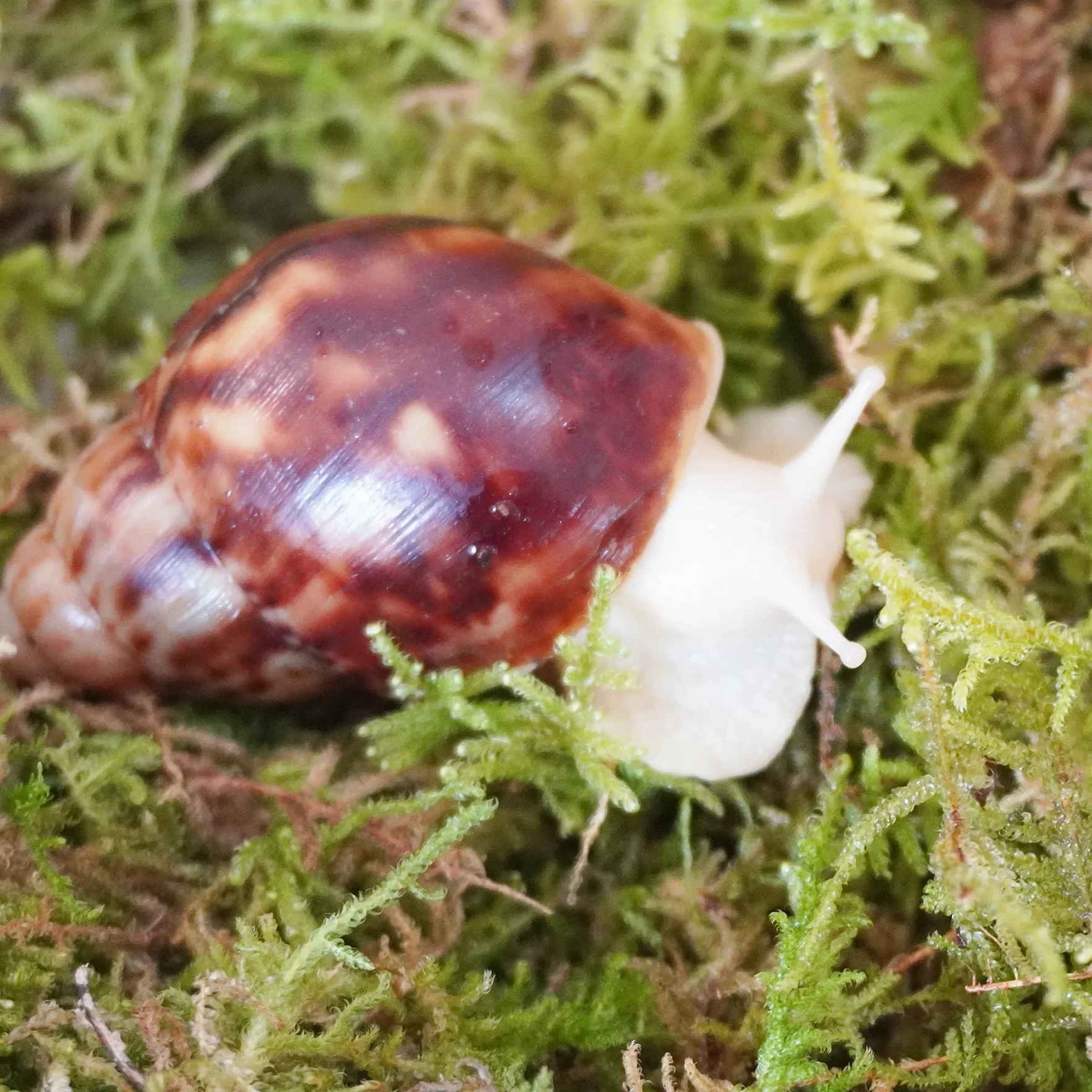 Mousse Naturelle pour Escargots de Compagnie - Maintient l'Humidité dans l'Enclos