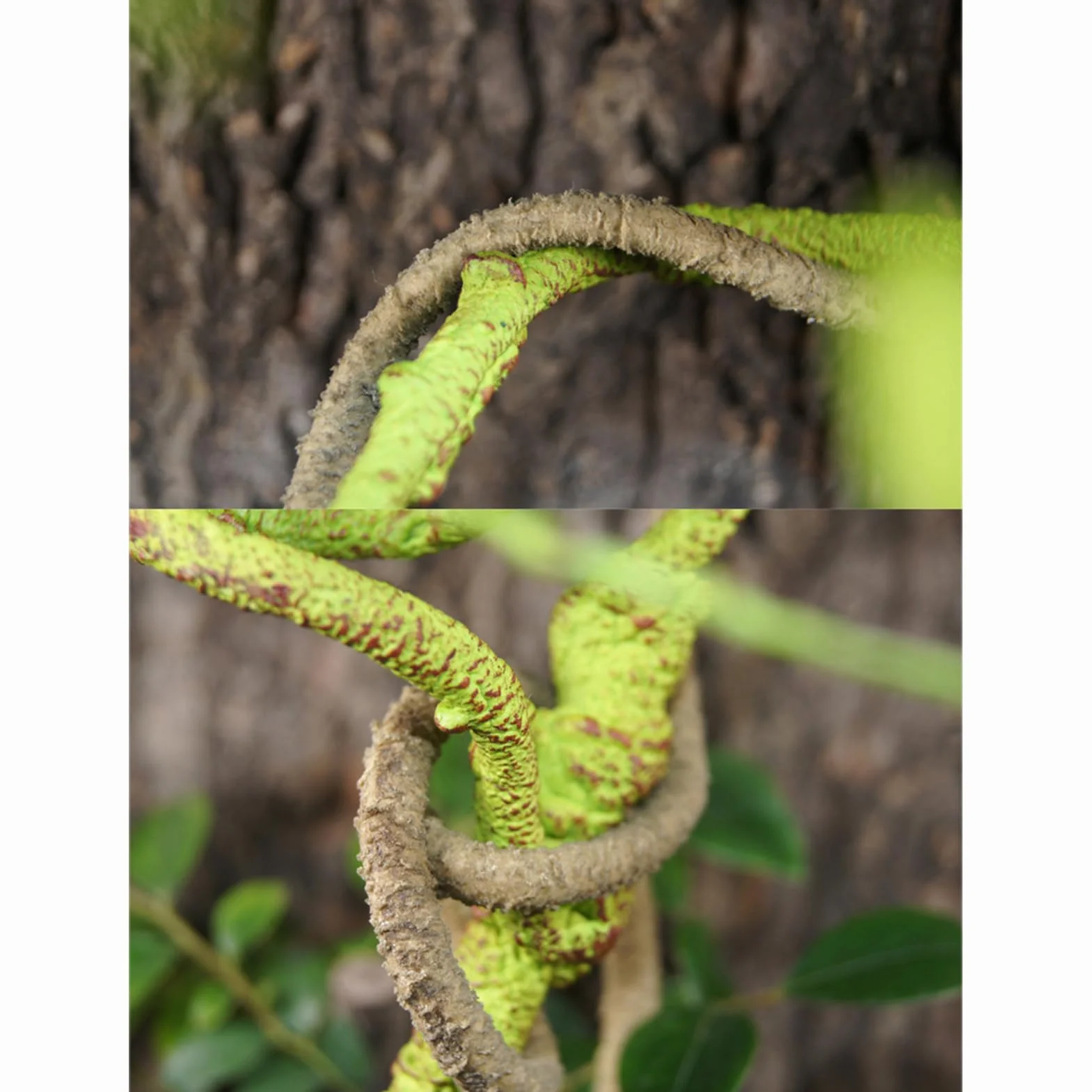 Générique Branches pour Reptiles Grimpeurs - Accessoires De Cage pour Caméléons | Décor De Vignes Artificielles Naturelles pour Dragon Barbu Grenouille Serpent Crabe De Terre Tarentule