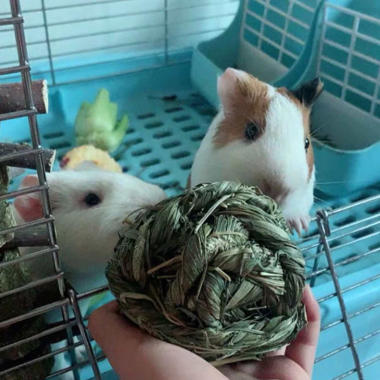 Boule d'herbe de Timothy Jouets Mâcher pour Petits Animaux Lapins Hamsters 6 Pièces