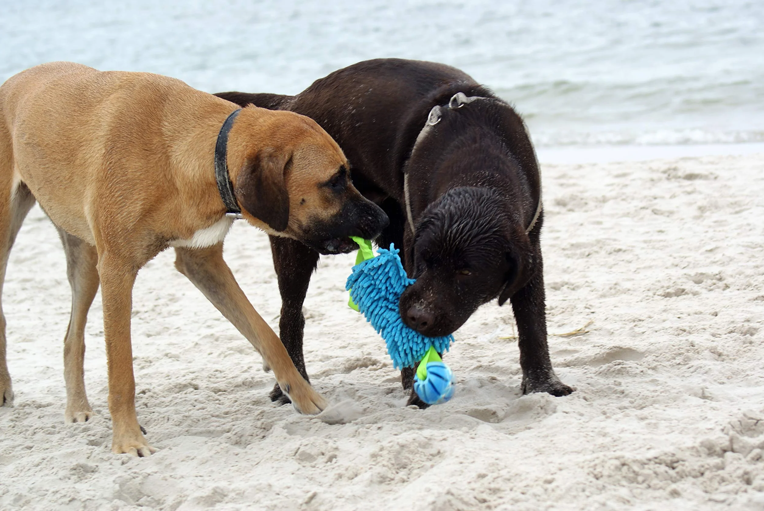 Dingo Jouet de Tug Flottant avec Balle Aromatisée Poignée Bungee Microfibre Bleu
