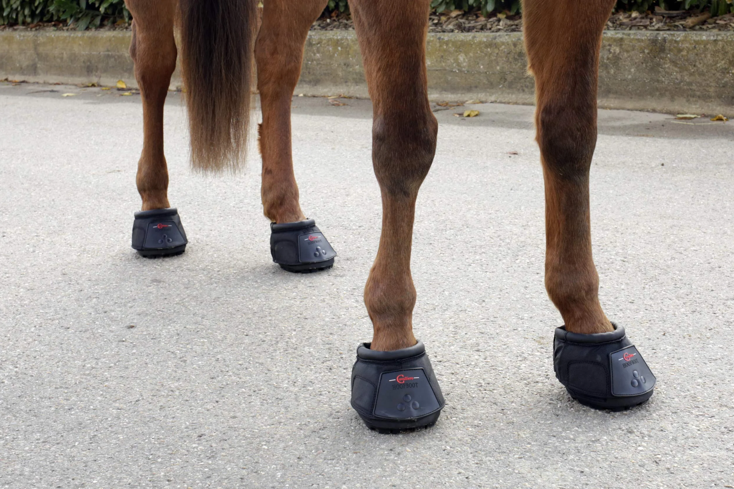 Covalliero Sandale pour Cheval Taille 8