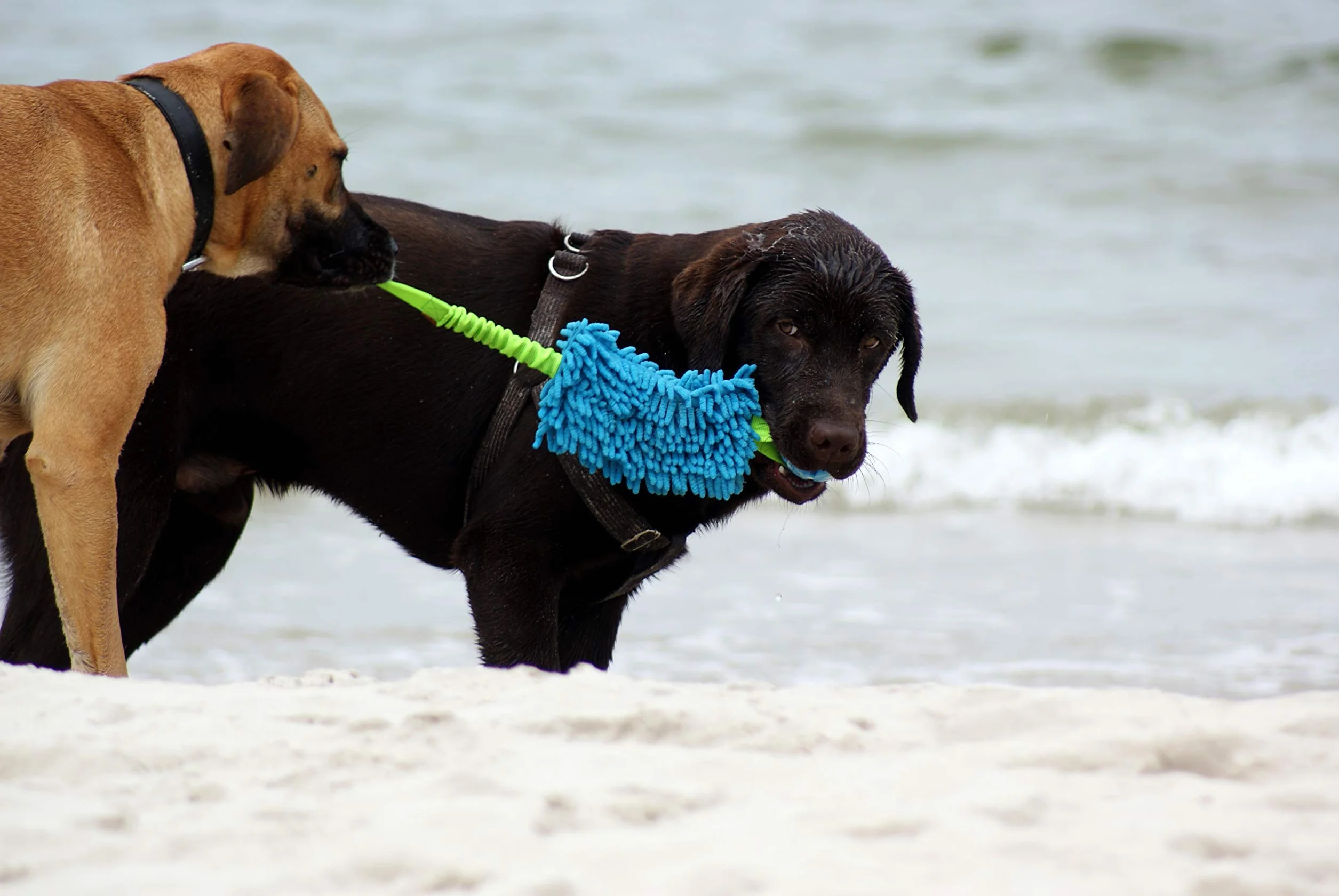 Dingo Jouet de Tug Flottant avec Balle Aromatisée Poignée Bungee Microfibre Bleu