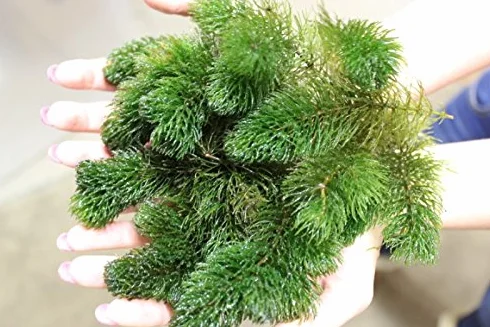Ceratophyllum Demersum 1 Bunch Live Plante Aquarium