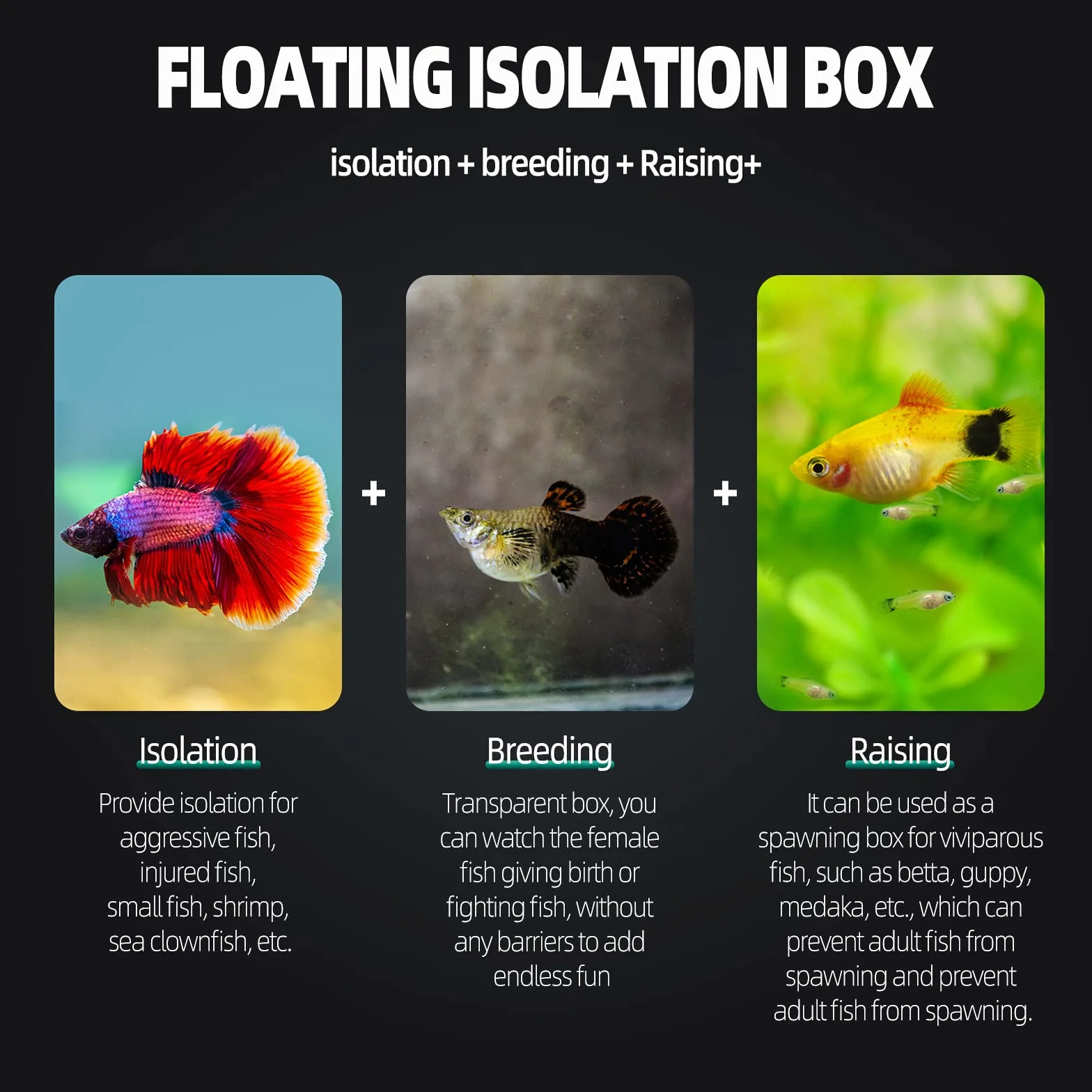 Boîte d'élevage pour Aquarium avec Compartiment Isolant, Accessoires pour Petits Poissons Taille S