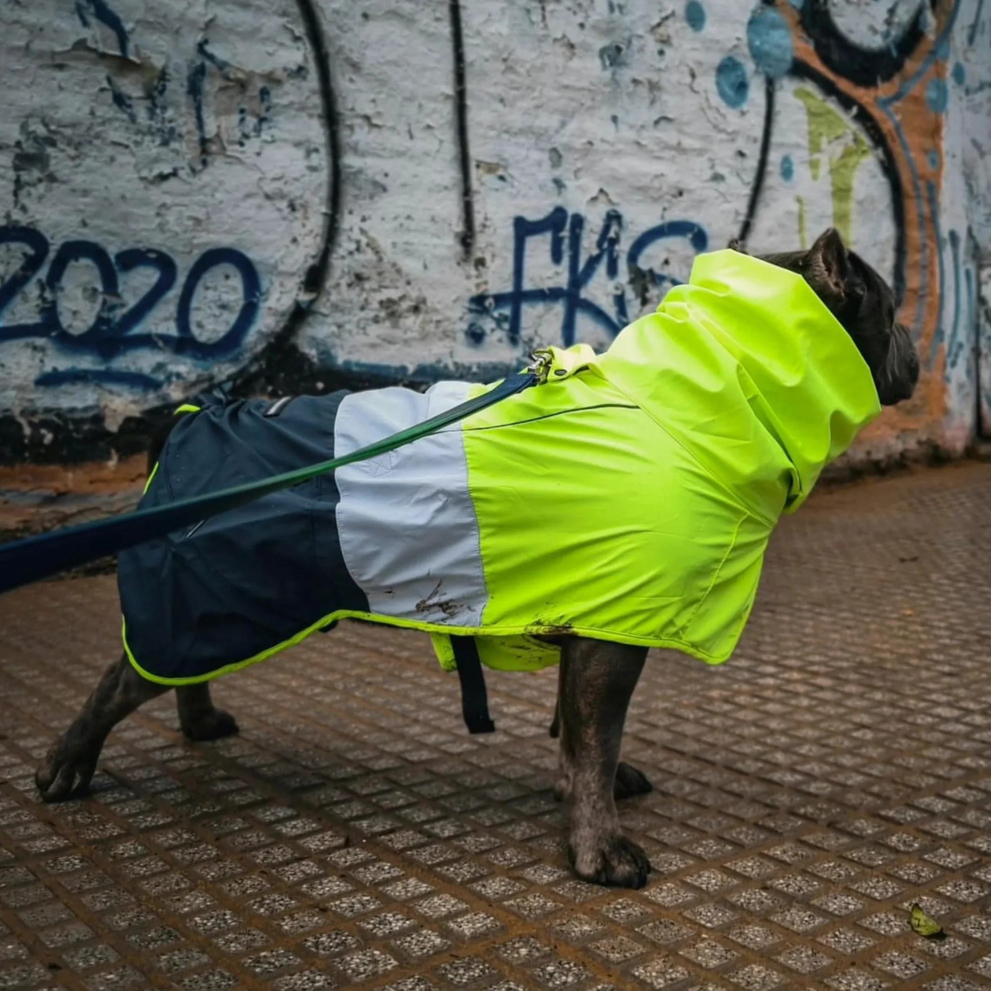 Spark Paws Manteau de pluie imperméable et coupe-vent pour chiens de petite, moyenne, grande et très grande taille, réfléchissant et respirant, couverture intégrale du corps – Blanc fluo, bleu marine,