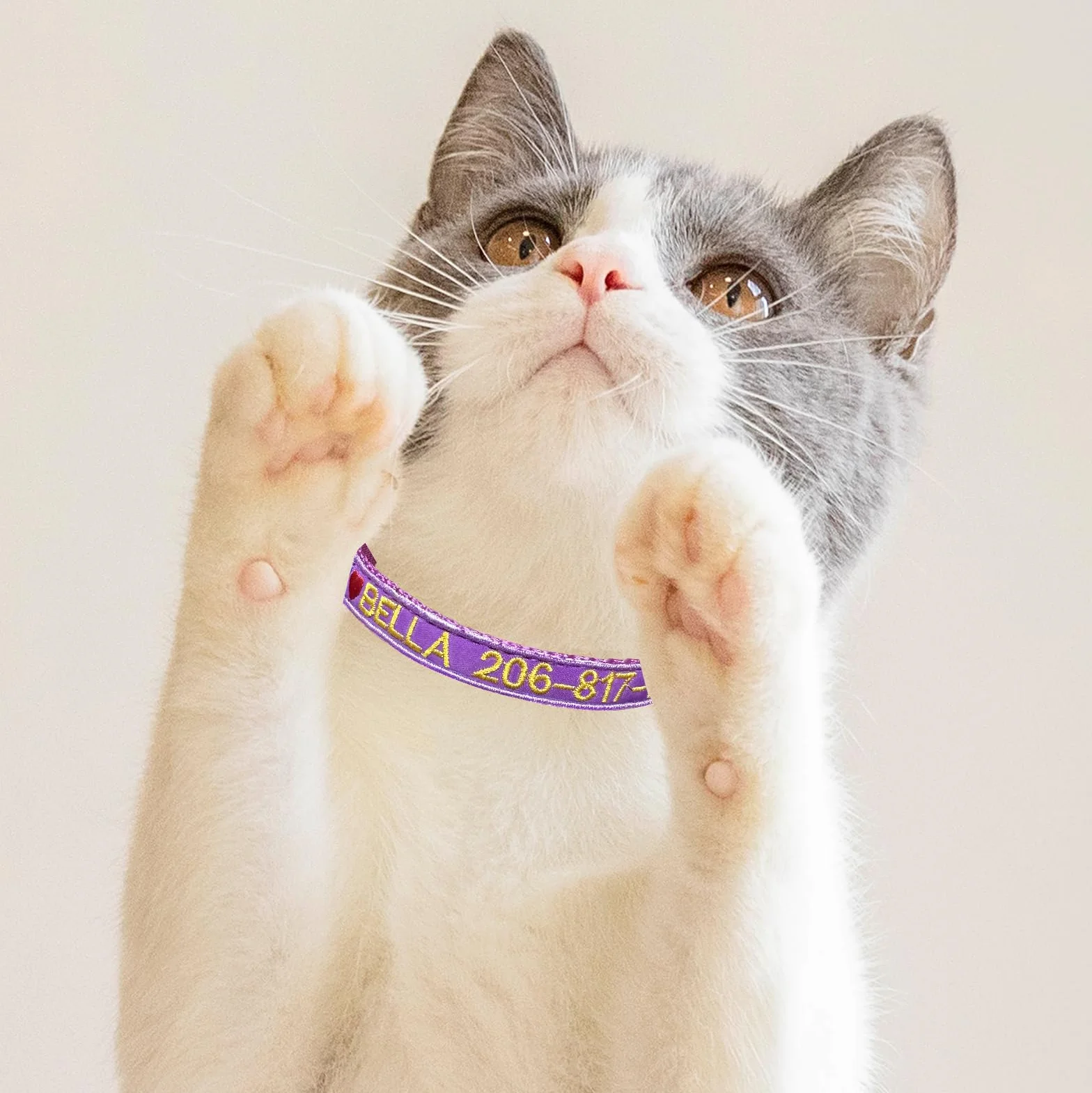 Collier de Chat personnalisé avec Nom et Numéro de Téléphone, Collier de Sécurité en Nylon, Boucle à Dégagement Rapide
