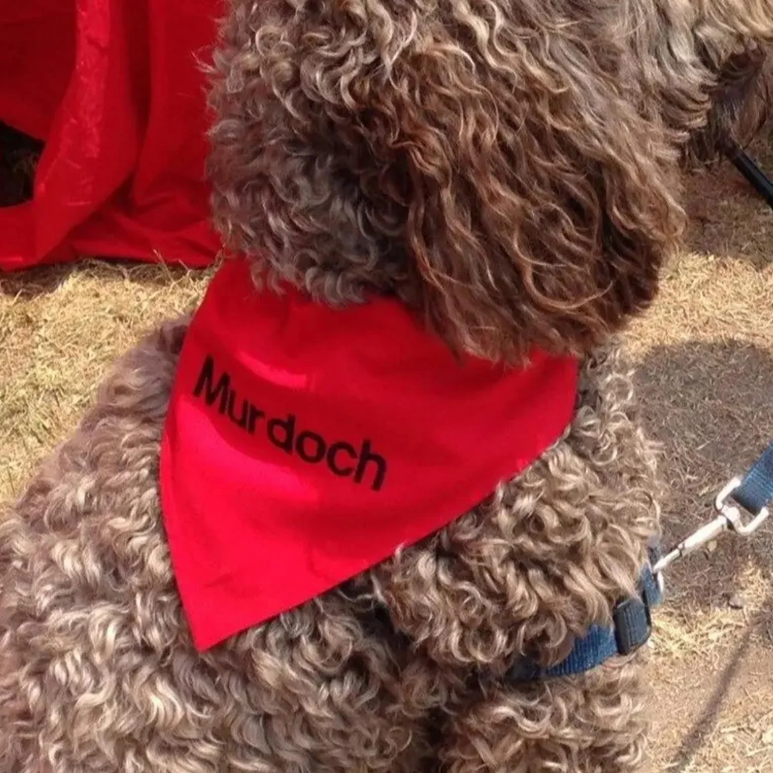 Bandes pour chiens personnalisées avec logo photographique personnalisé écharpe pour animaux de compagnie pour chiens de petite, moyenne et grande taille, chiot, chat
