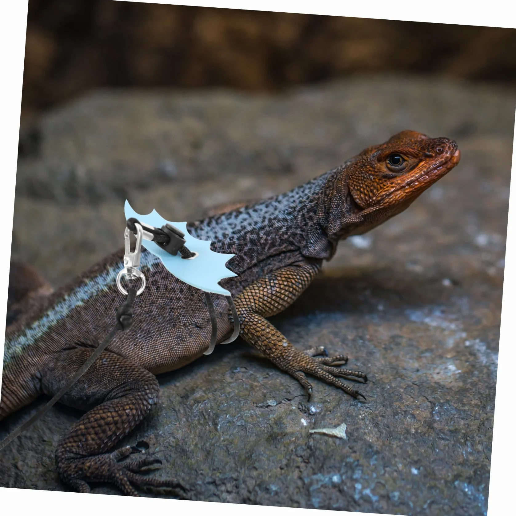 Laisse Réglable pour Reptiles Lézards Petits Animaux Design Unique Sorties Extérieur