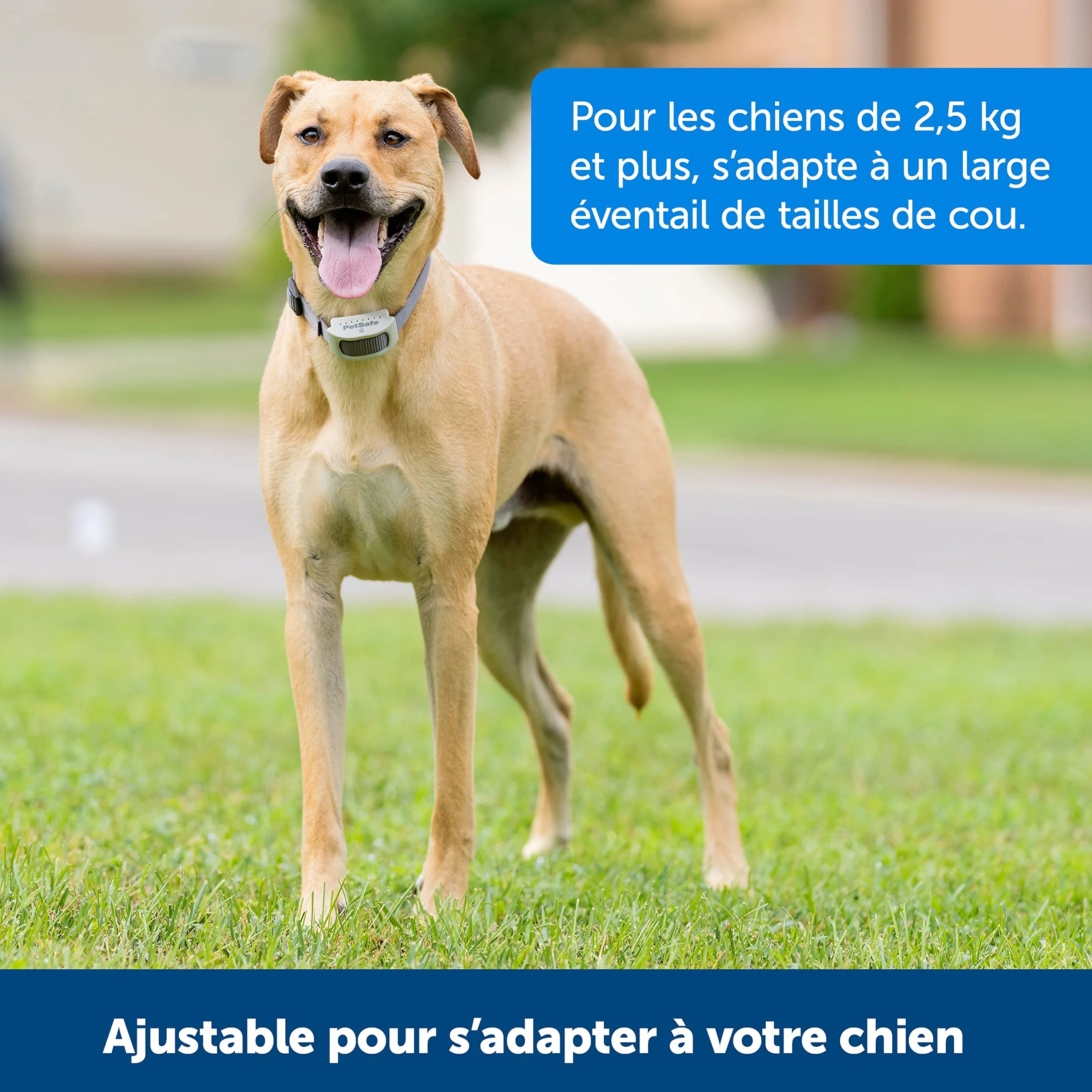 PetSafe Collier-récepteur Rechargeable pour clôture Anti-Fugue Classique avec Fil - 7 Niveaux de Stimulation réglables pour Chiens et Chats dès 2,3 kg