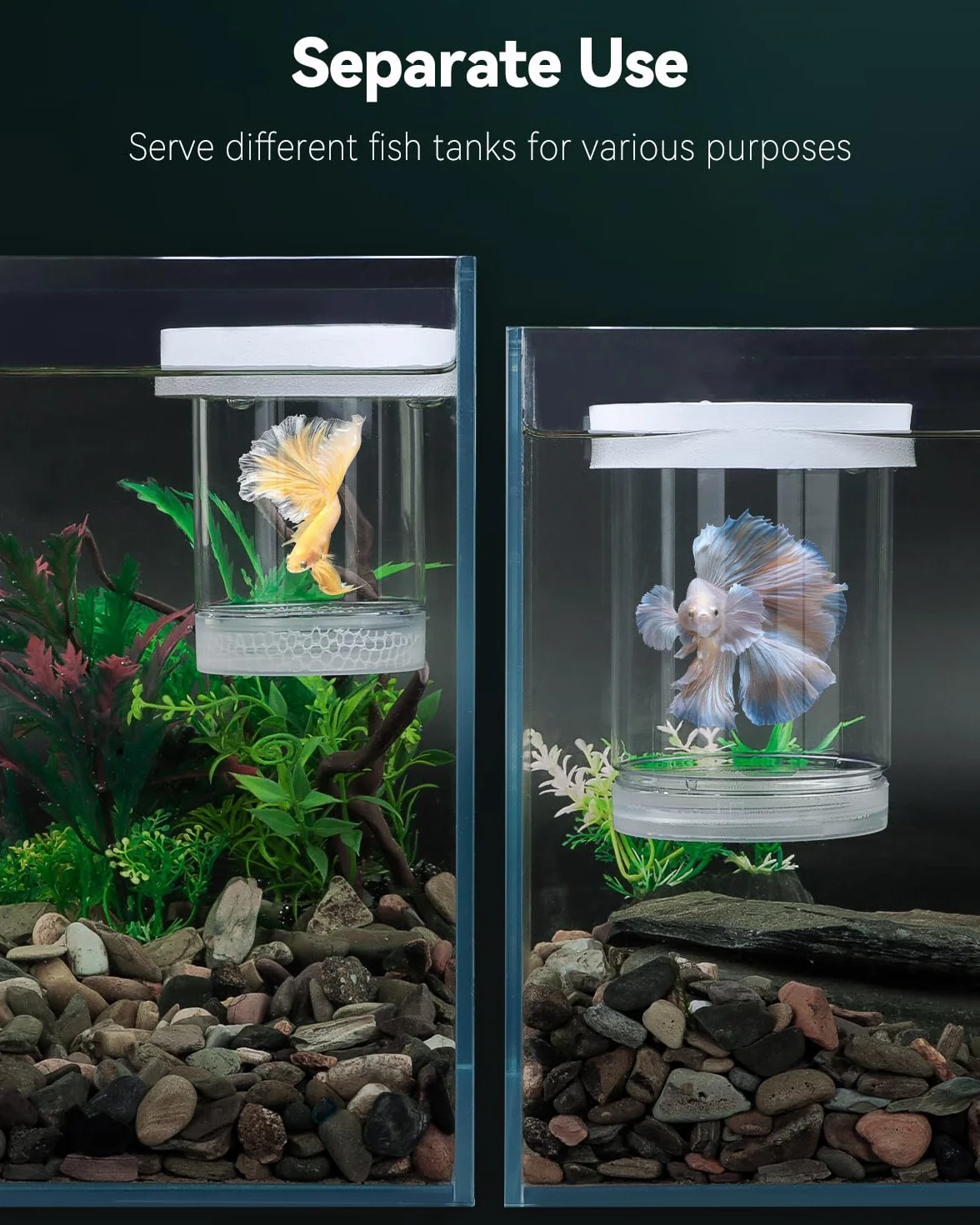 Pawfly Boîte d'élevage pour Aquarium Flottante Reproduction Guppys Séparateur Alevins Incubateur Plastique Crevettes Betta Poisson-Clown Moyen