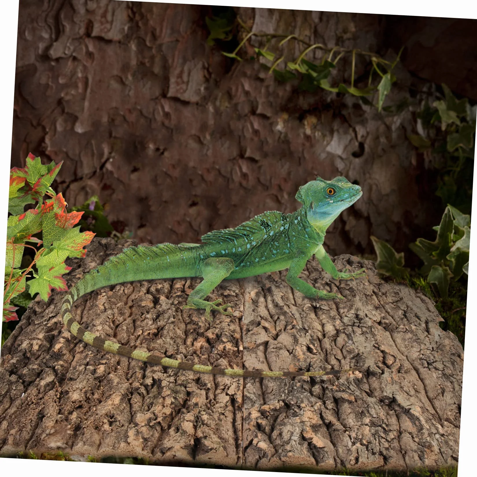 Écorce de Liège Plateforme Reptile Terrarium Décor Escalade