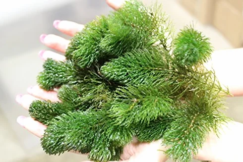Ceratophyllum Demersum 1 Bunch Live Plante Aquarium