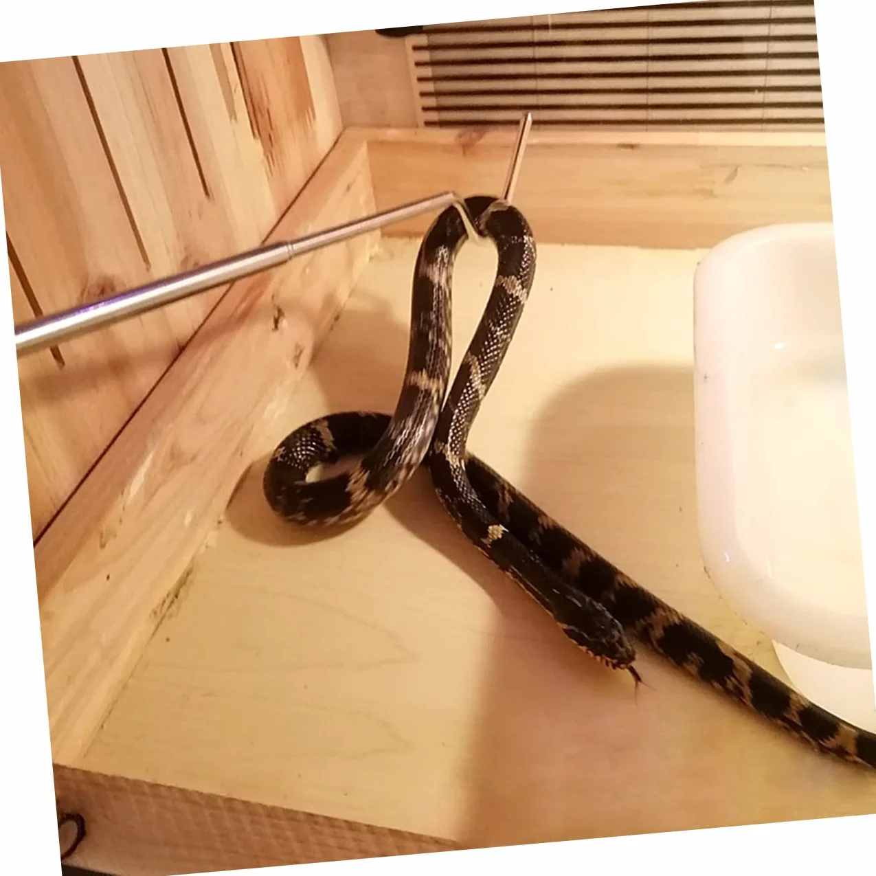 Abaodam Crochet Serpent Rétractable en Acier Inoxydable 68 Cm pour Reptiles