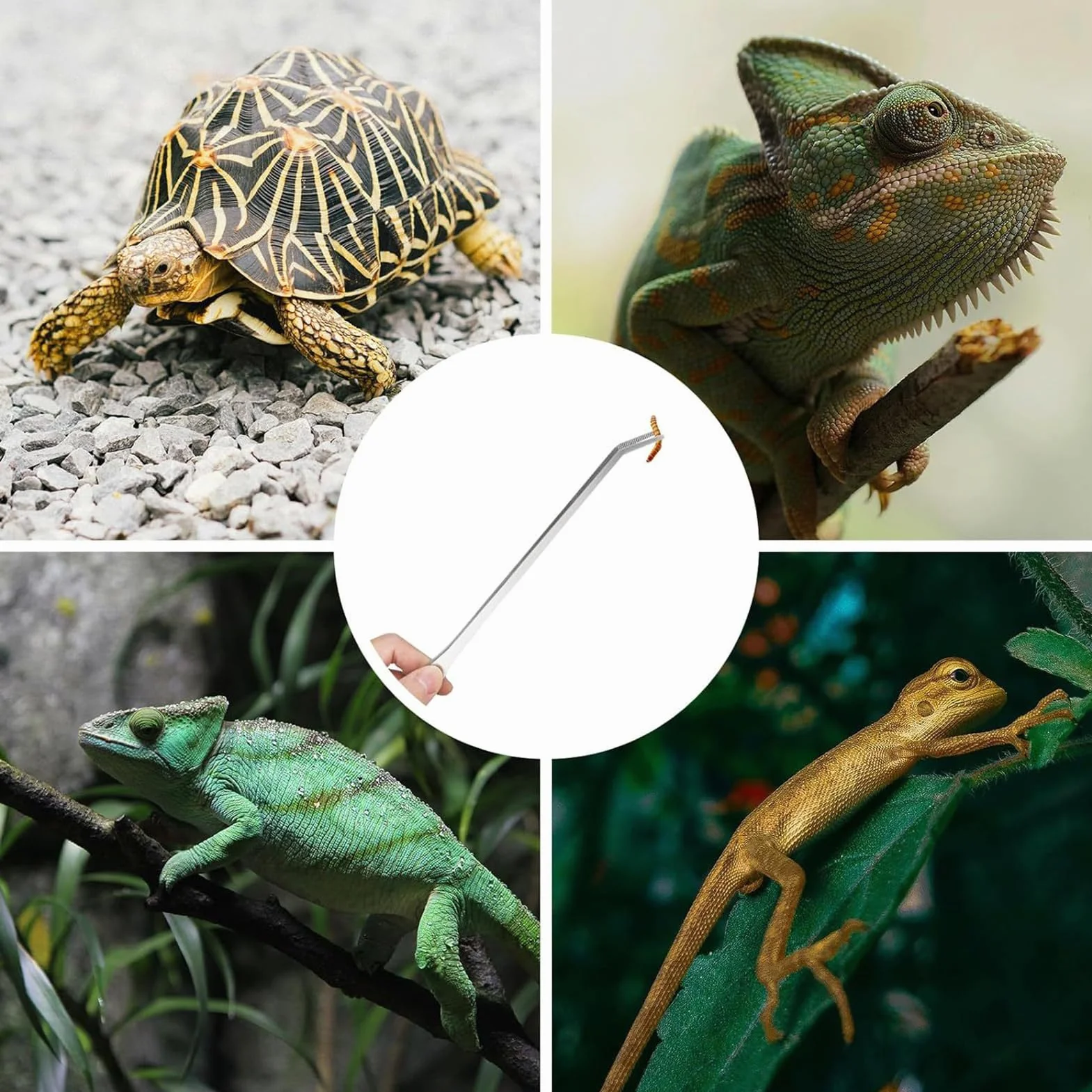 Pinces Longues pour Aquarium Reptiles Nourrissage, Ergonomiques pour Gecko Dragon Barbu Lézard Tortue