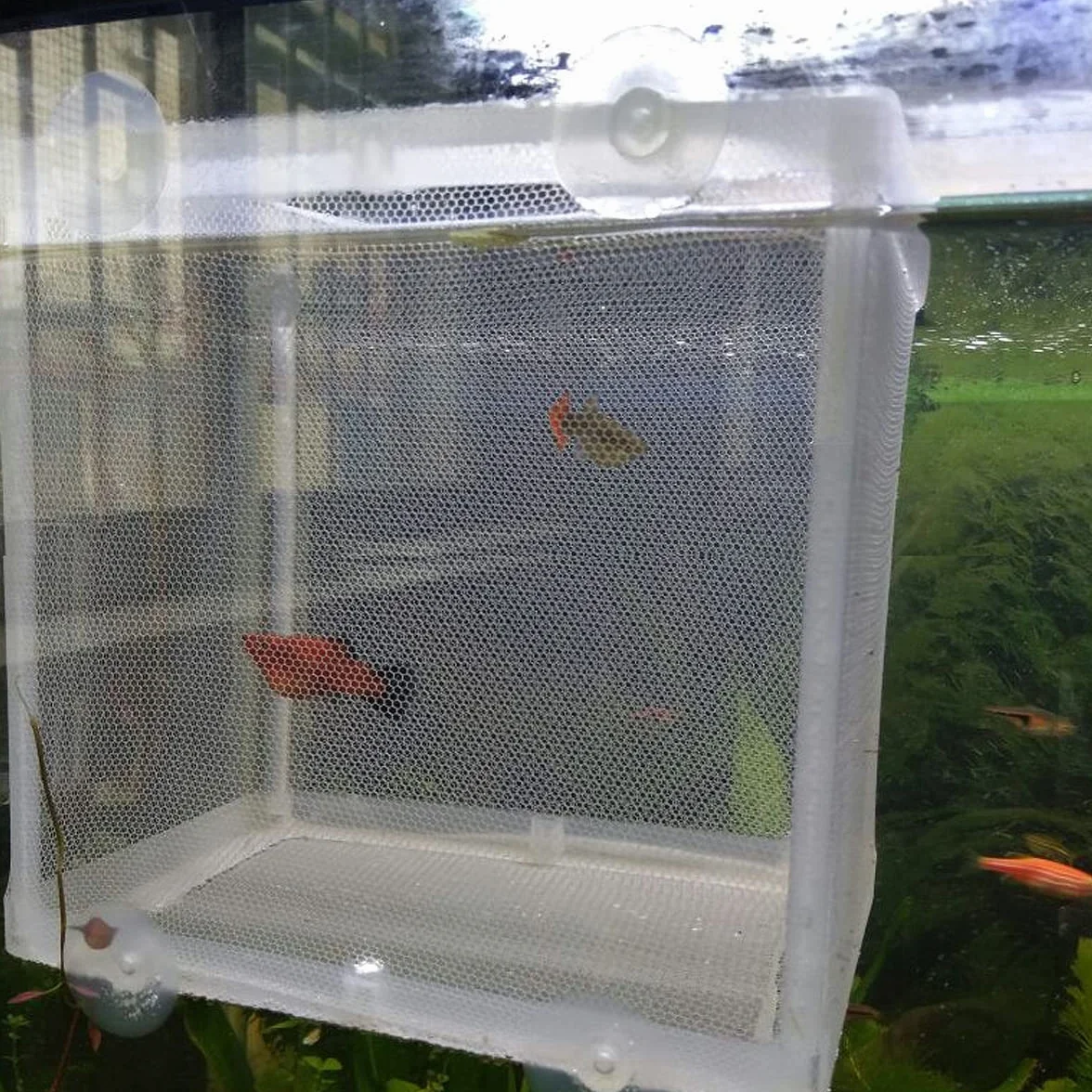Boîtes d'élevage d'aquarium, Filet d'élevage de Poissons Double Couche avec Ventouses pour Aquarium Poisson Réservoir (Blanc)