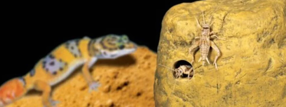 Exoterra Distributeur d'Insecte Feeding Rock pour Reptiles et Amphibiens 12x10x4,5 cm