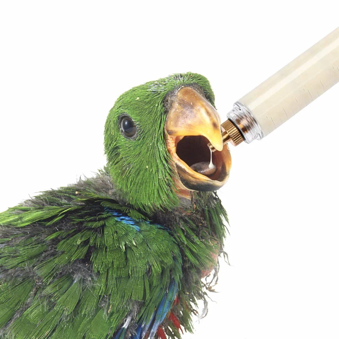 Lot de 3 Seringues d'alimentation pour Oiseaux 10ml 20ml 50ml pour Perruches Perroquets