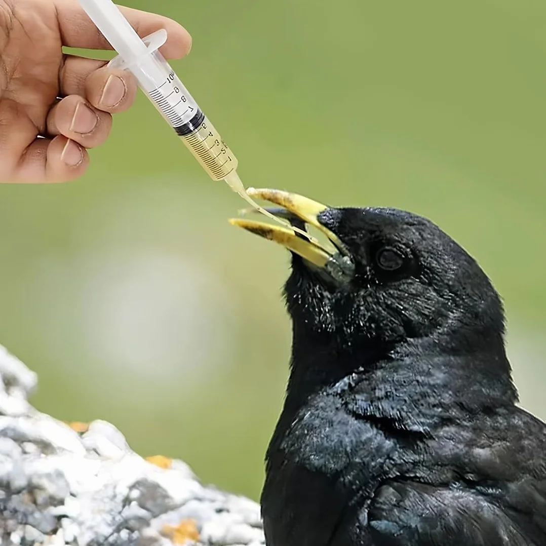 JEYORZY Sondes d'alimentation pour Oisillons, Seringue 10 ML, Bébé Oiseau, Tortue, Colombe Médicaments Liquides