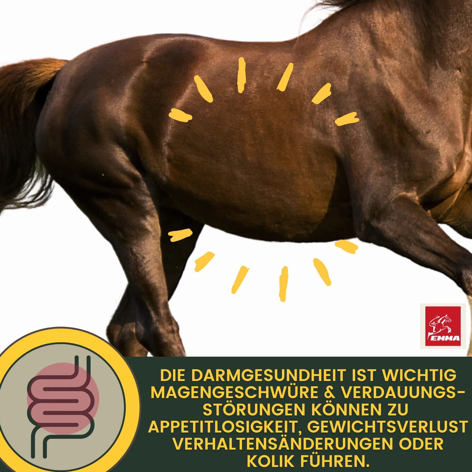 Levure de bière Cheval Gastro Liquide probiotiques pour Chevaux Pelage Peau Flore intestinale Digestion Vitamines Minéraux 1L