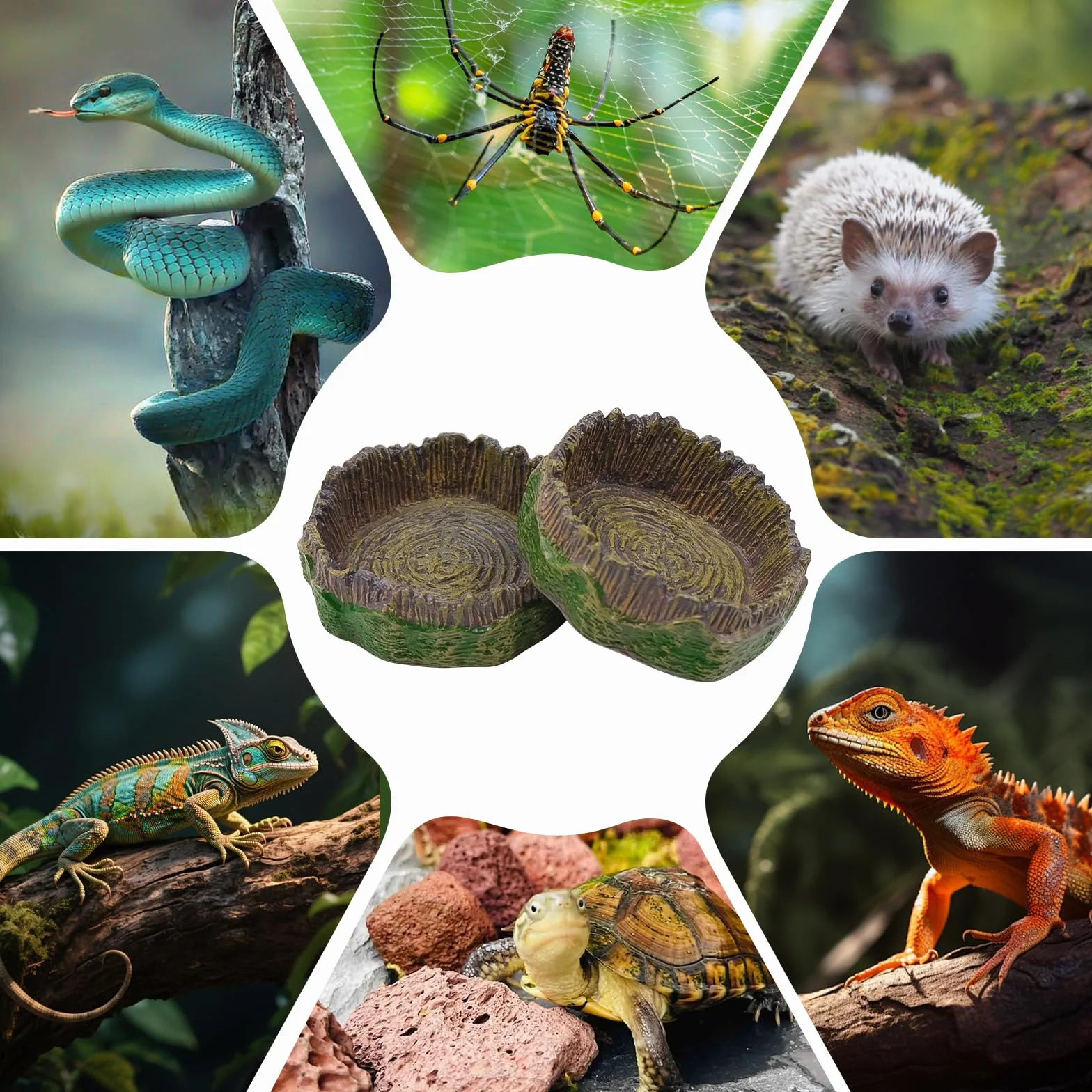 Bac à Eau pour Reptiles Terrarium Accessoire, Mangeoire Reptiles 4 Pièces avec Pinces