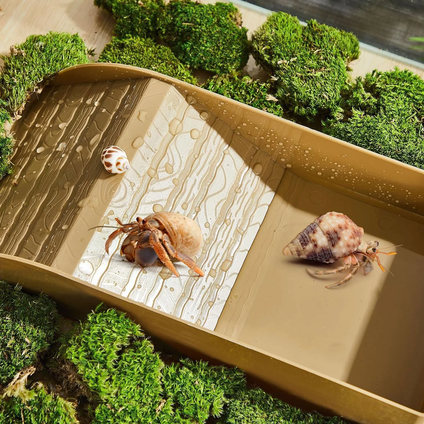 Abreuvoir Tortue Terrestre Bac à Eau avec Rampe Accessoire Aquarium Reptile