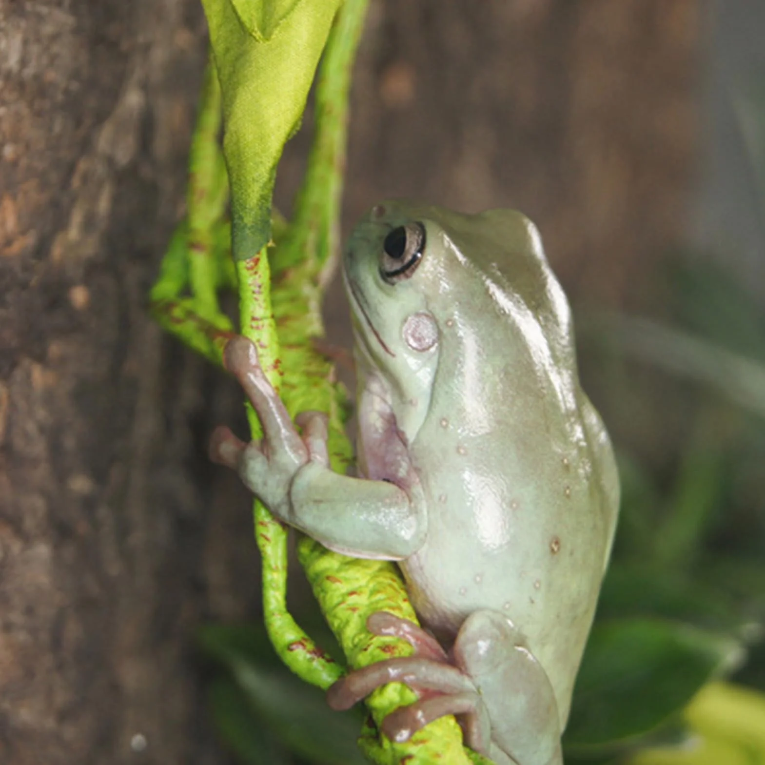 Générique Branches pour Reptiles Grimpeurs - Accessoires De Cage pour Caméléons | Décor De Vignes Artificielles Naturelles pour Dragon Barbu Grenouille Serpent Crabe De Terre Tarentule