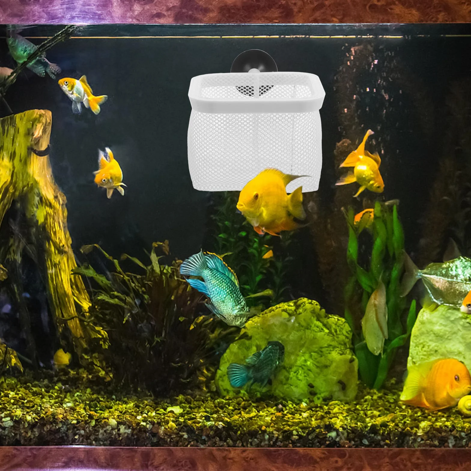 BESPORTBLE Boîte d'Élevage en Filet avec Ventouses pour Aquarium, Conteneur d'Isolement pour Poissons