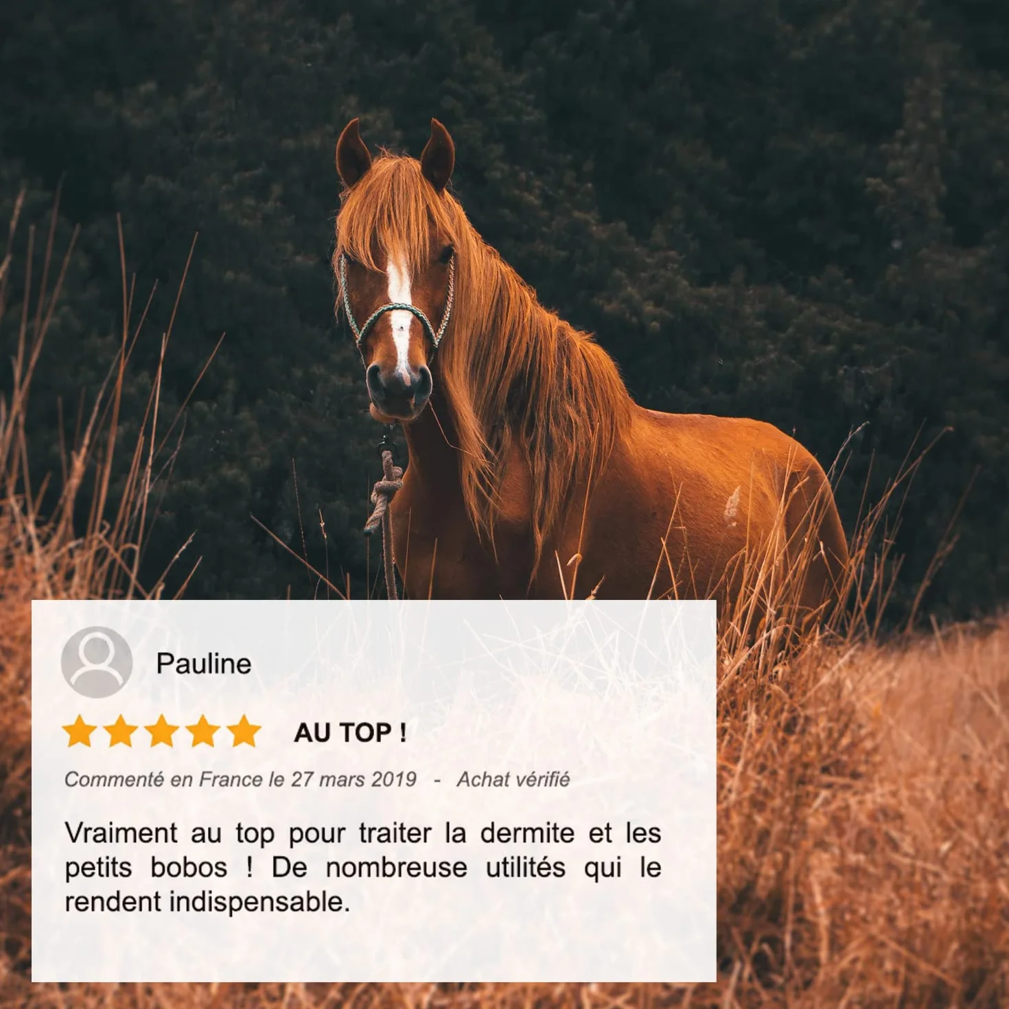 Huile de Cade pour Chevaux Soin de la Dermite 500g Fabriquée Distillée en France
