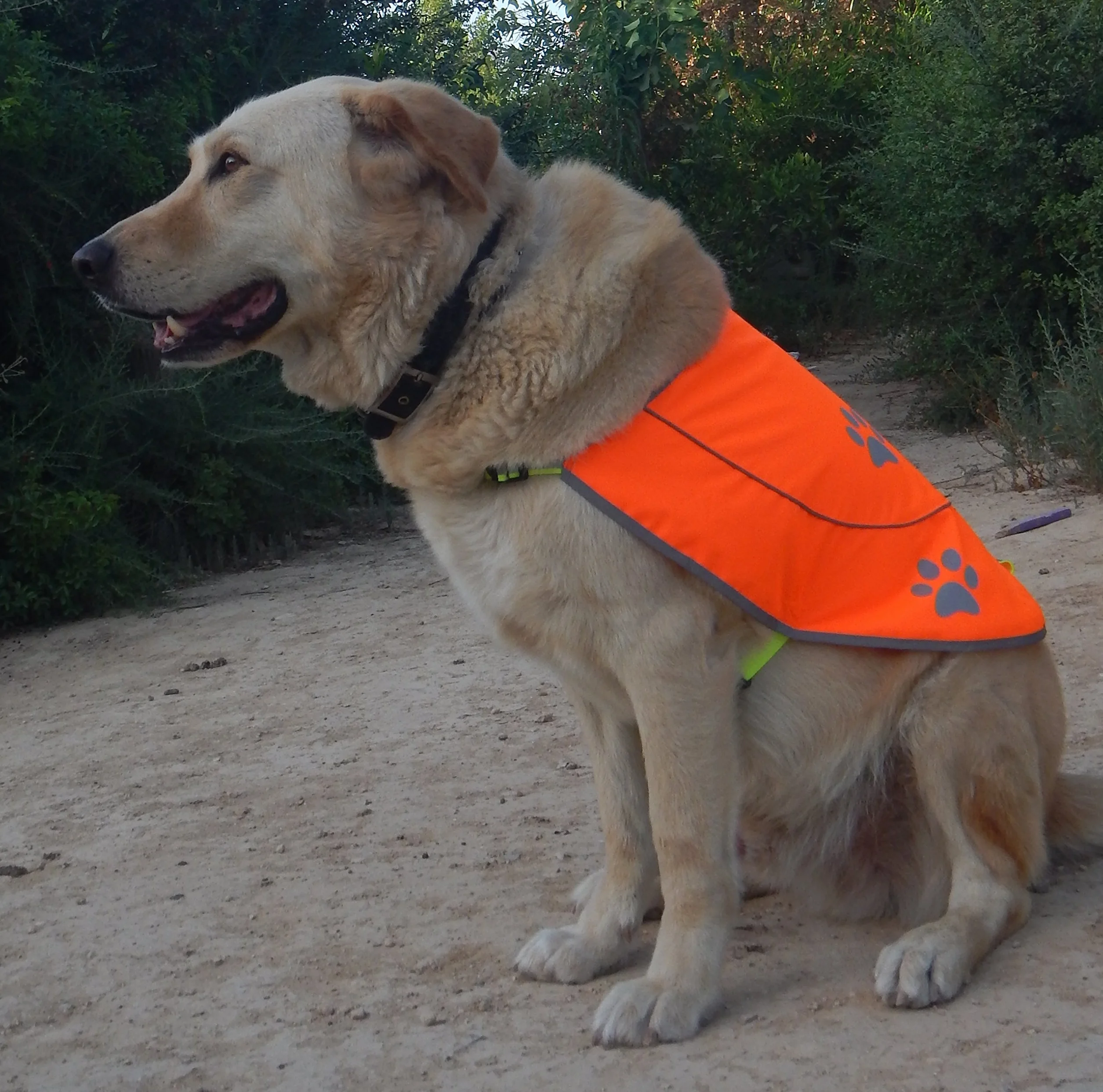 Gilet Réflecteur Chasse Chien Imperméable Jaune Orange Haute Visibilité Taille XS-XXL