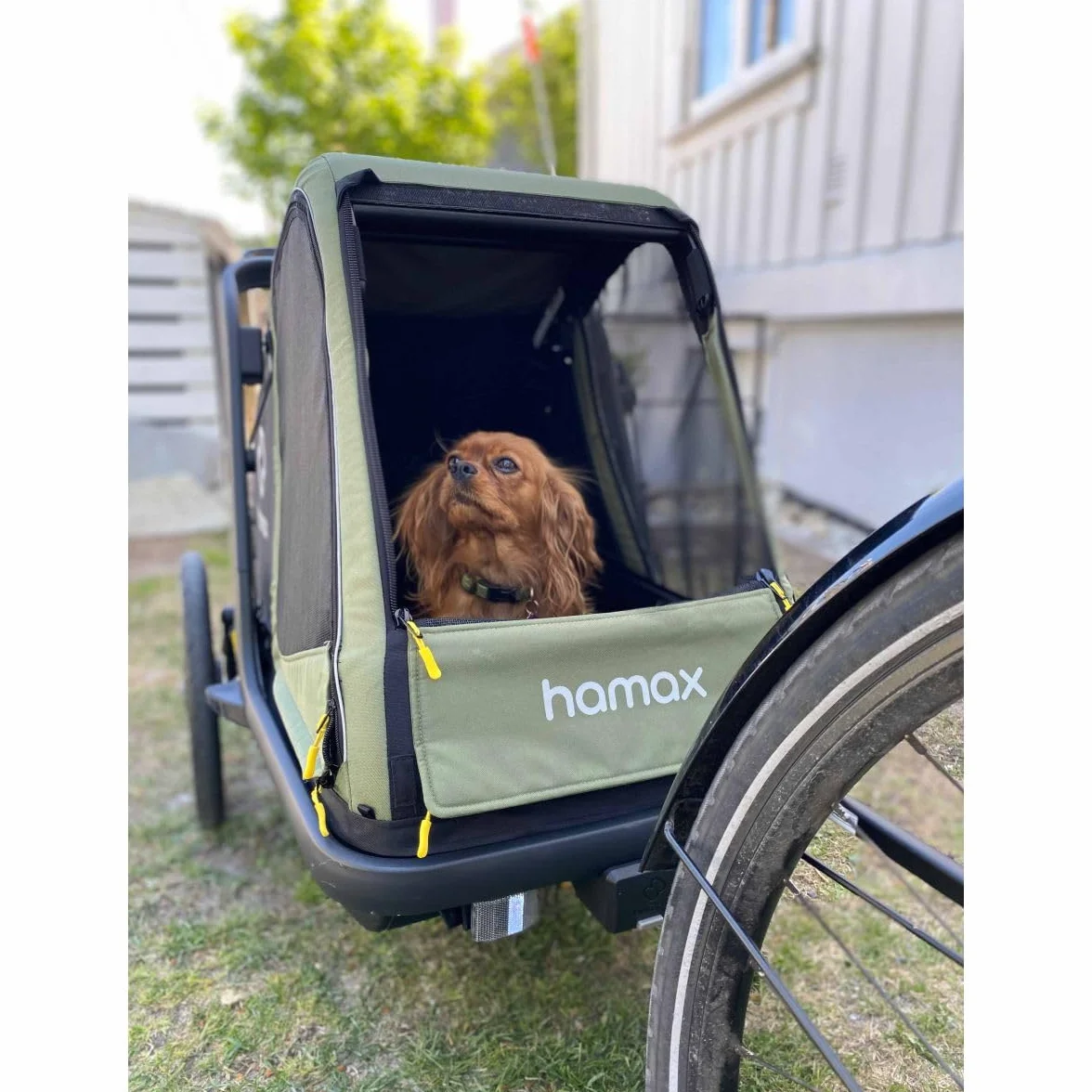 Hamax Remorque Chien Pluto Suspension 3 Positions Kit Poussette Inclus Charge Max 35 kg L 45 kg Sécurité Confort