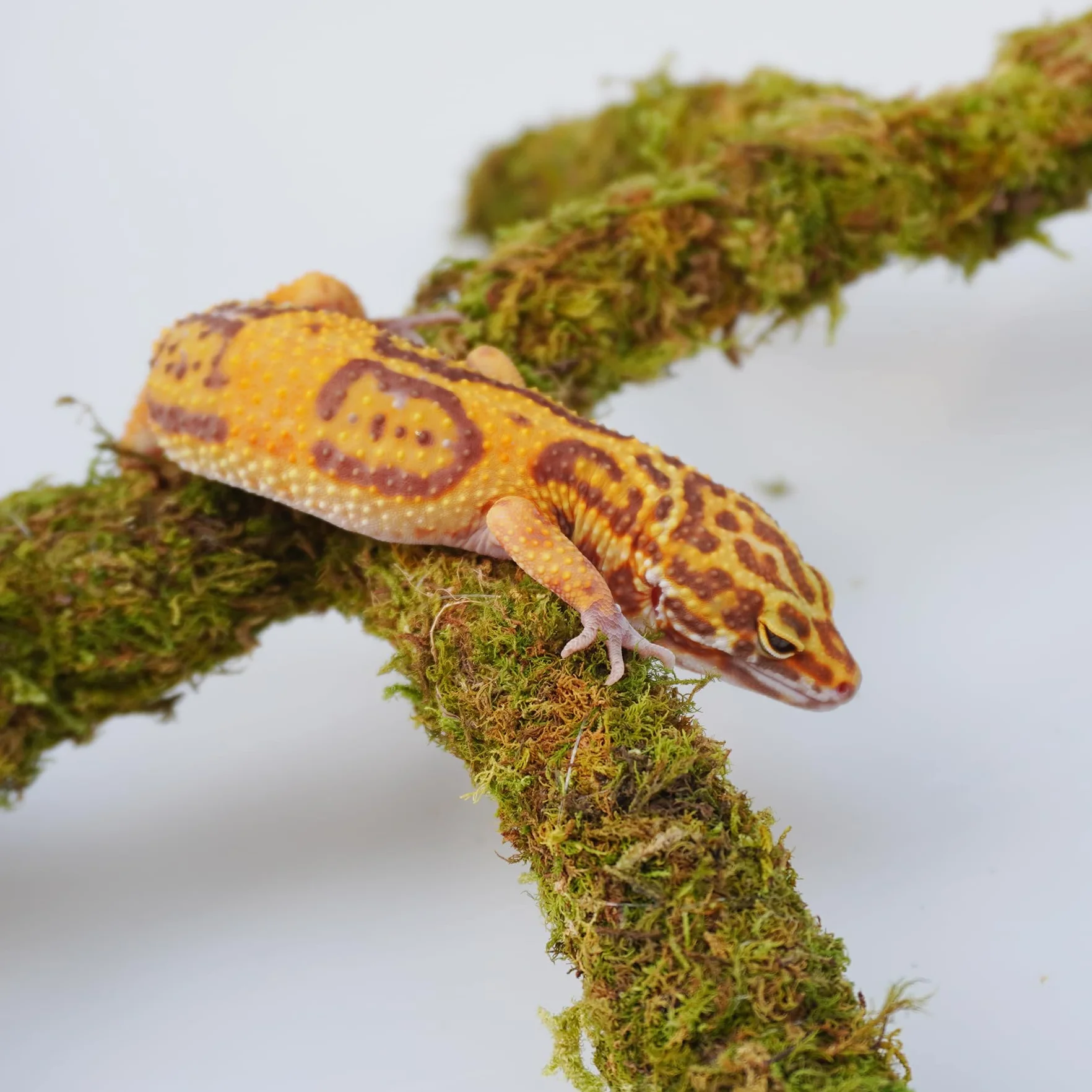Accessoires de réservoir de gecko léopard réglables, décoration d'habitat de terrarium