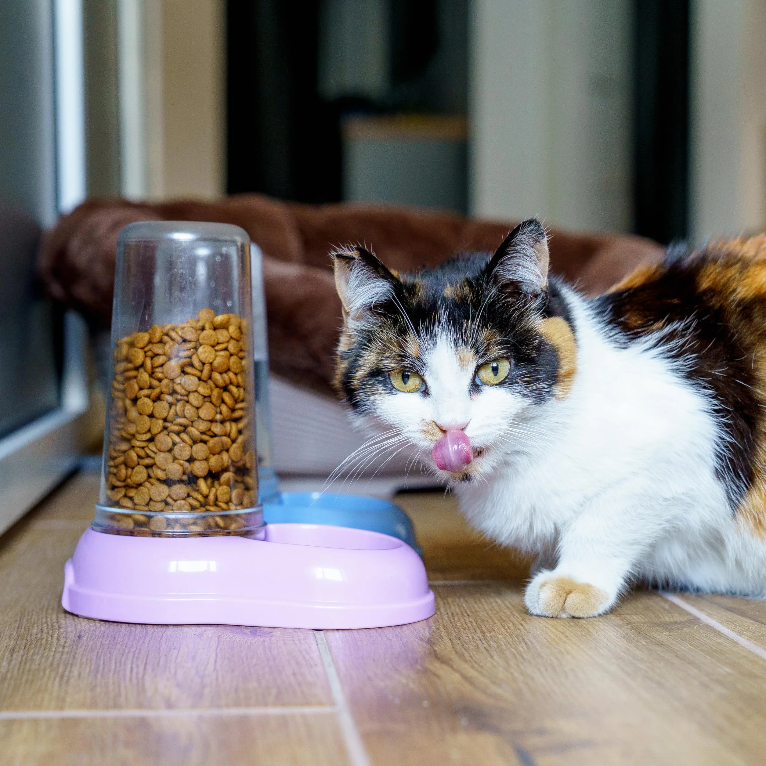 Ferplast Distributeur Croquettes Chiens Chats Nourriture 0,6 Litre Fond Antidérapant 12,5x19x19,5 cm Blanc