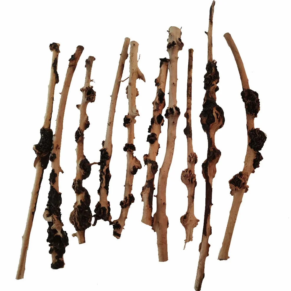 Lot de 10 branches de forêt naturelle pour terrarium aquarium Décoration 0,2-1 cm 20,3-33 cm