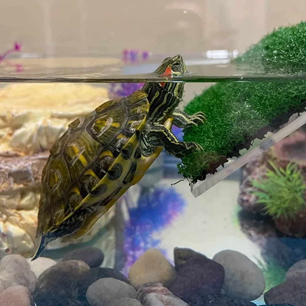 Plate-forme de repos pour tortue Voarge, antidérapant, petite terrine