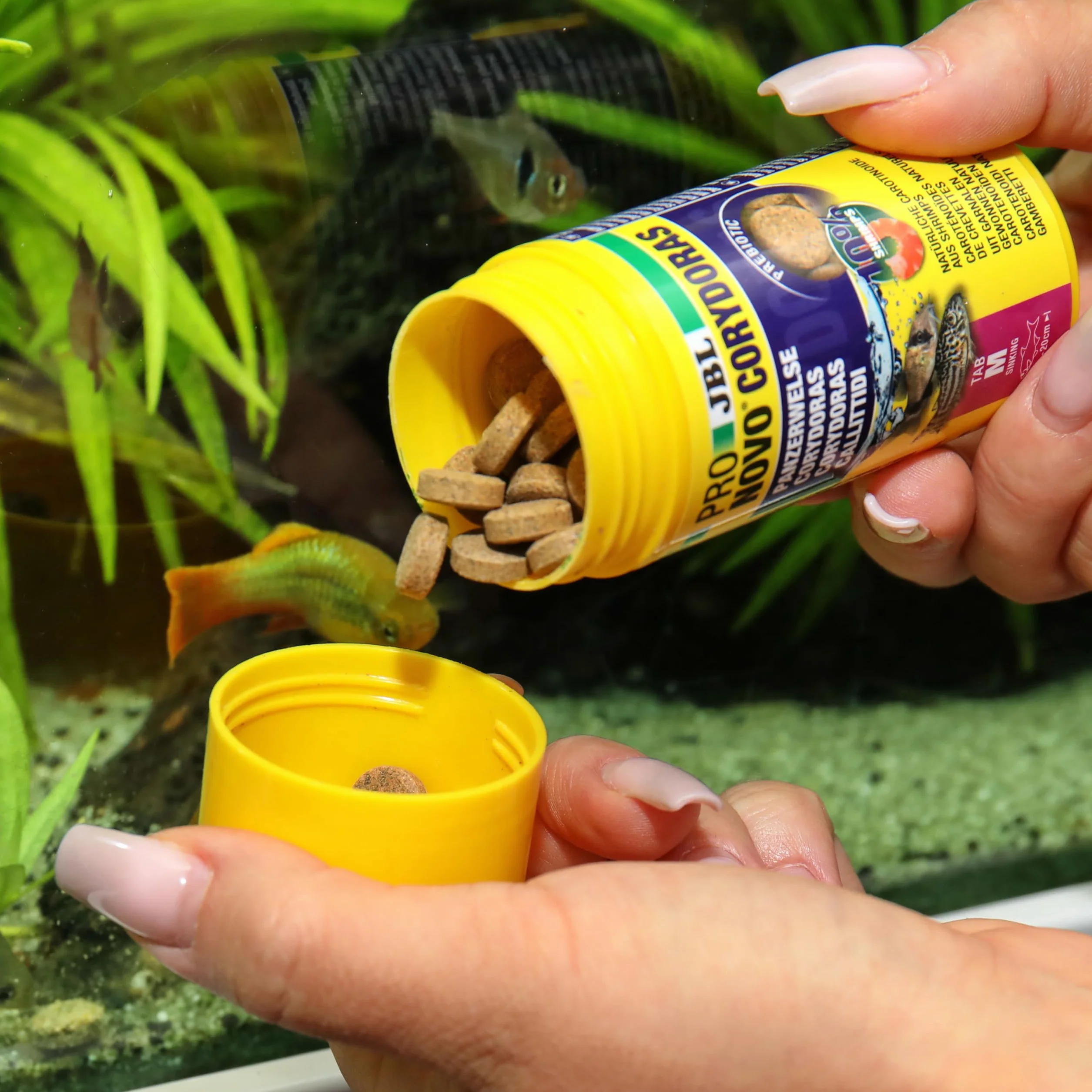JBL PRONOVO CORYDORAS TAB, Aliment de Base pour Callichthyidés, Comprimés pour Poissons, 100 ml