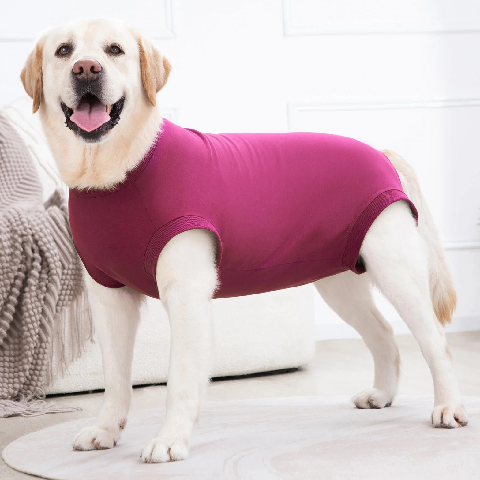 Combinaison de Récupération Chien Post-Opératoire Body Chirurgical pour Chienne Mâle après Stérilisation