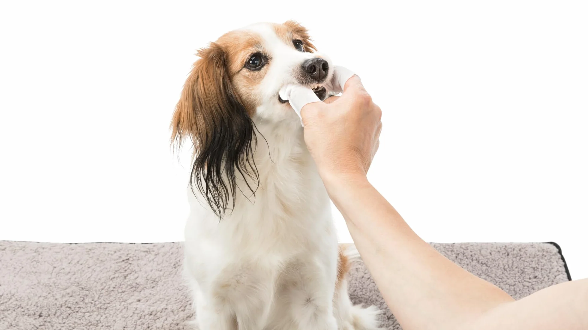 TRIXIE Lingettes dentaires jetables pour chiens chats petits animaux – Alternative brosse à dents – Menthe 50 pièces