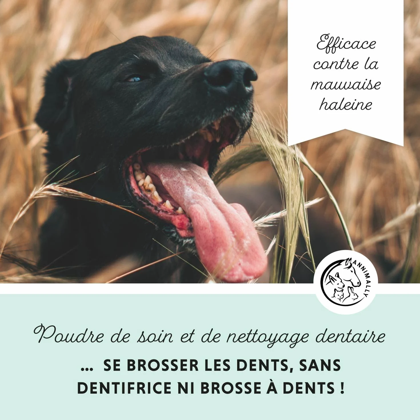 Poudre de soin dentaire pour chiens | Anti-tartre pour chiens - Nettoyage dentaire naturel et particulièrement efficace contre les dents jaunes, la mauvaise haleine et la plaque (350 g XL)