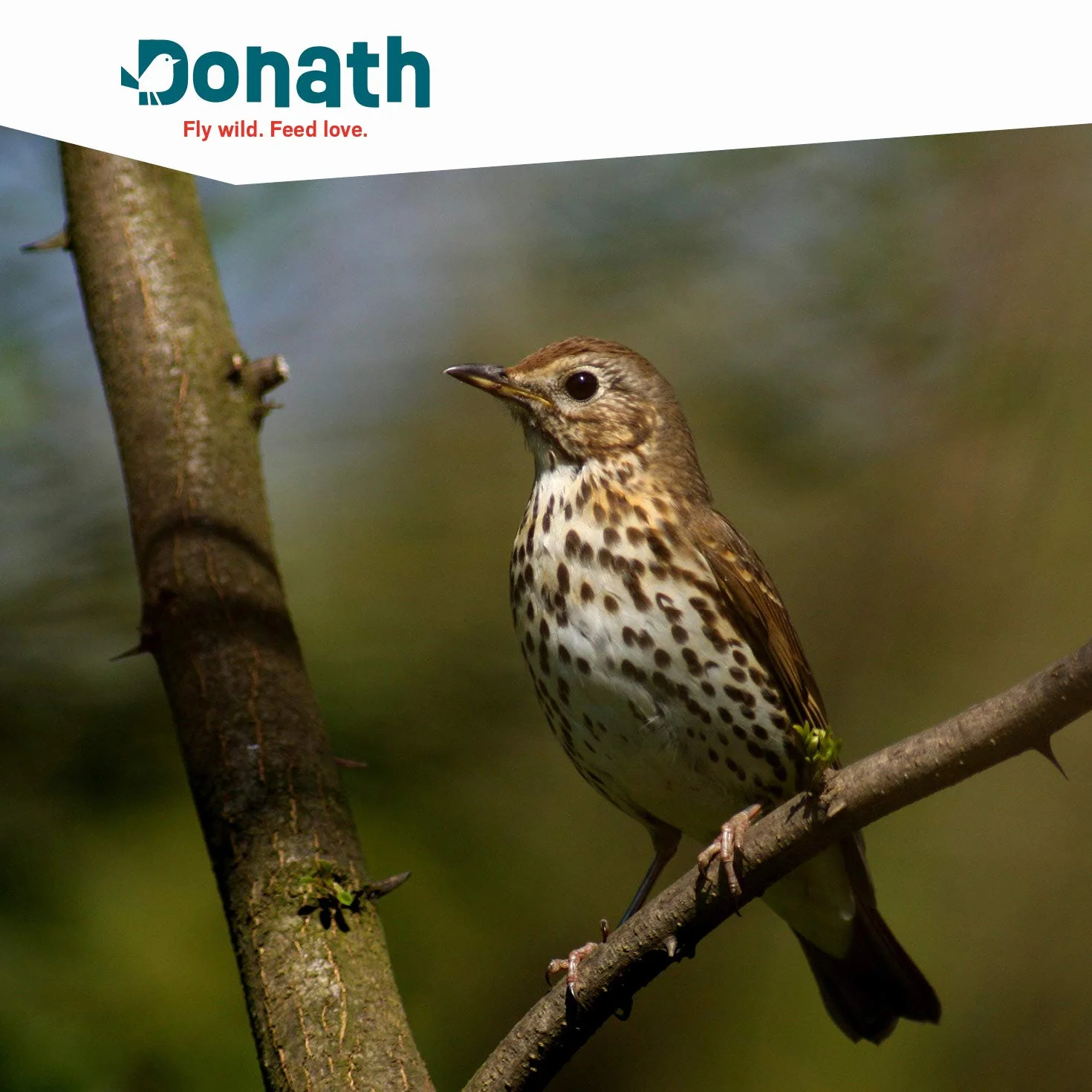 Donath Balcon Mélanger Nourriture Oiseaux Sauvages 5 kg