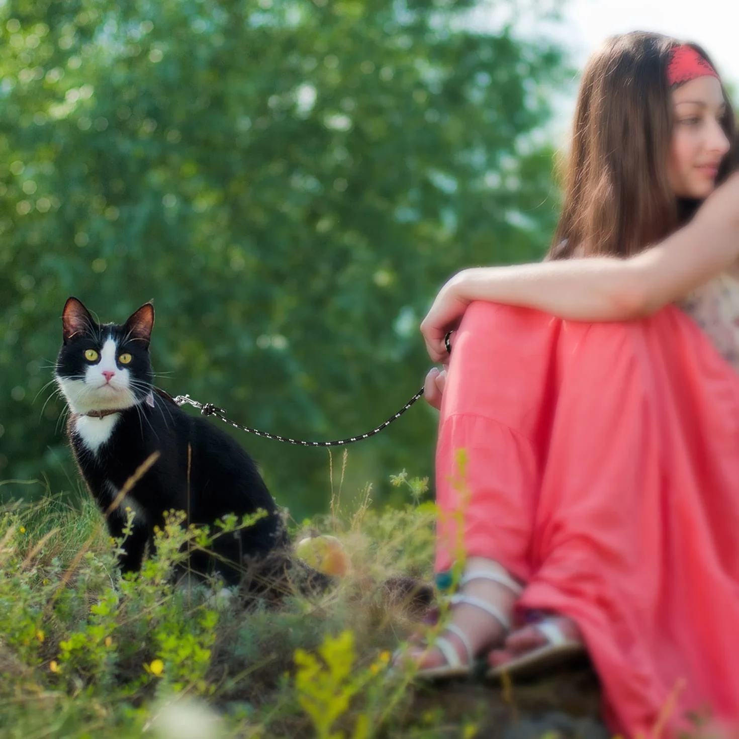 Laisse Longue Réfléchissante pour Chat 15 m / 50 FT pour Chatons, Chiots, Lapins