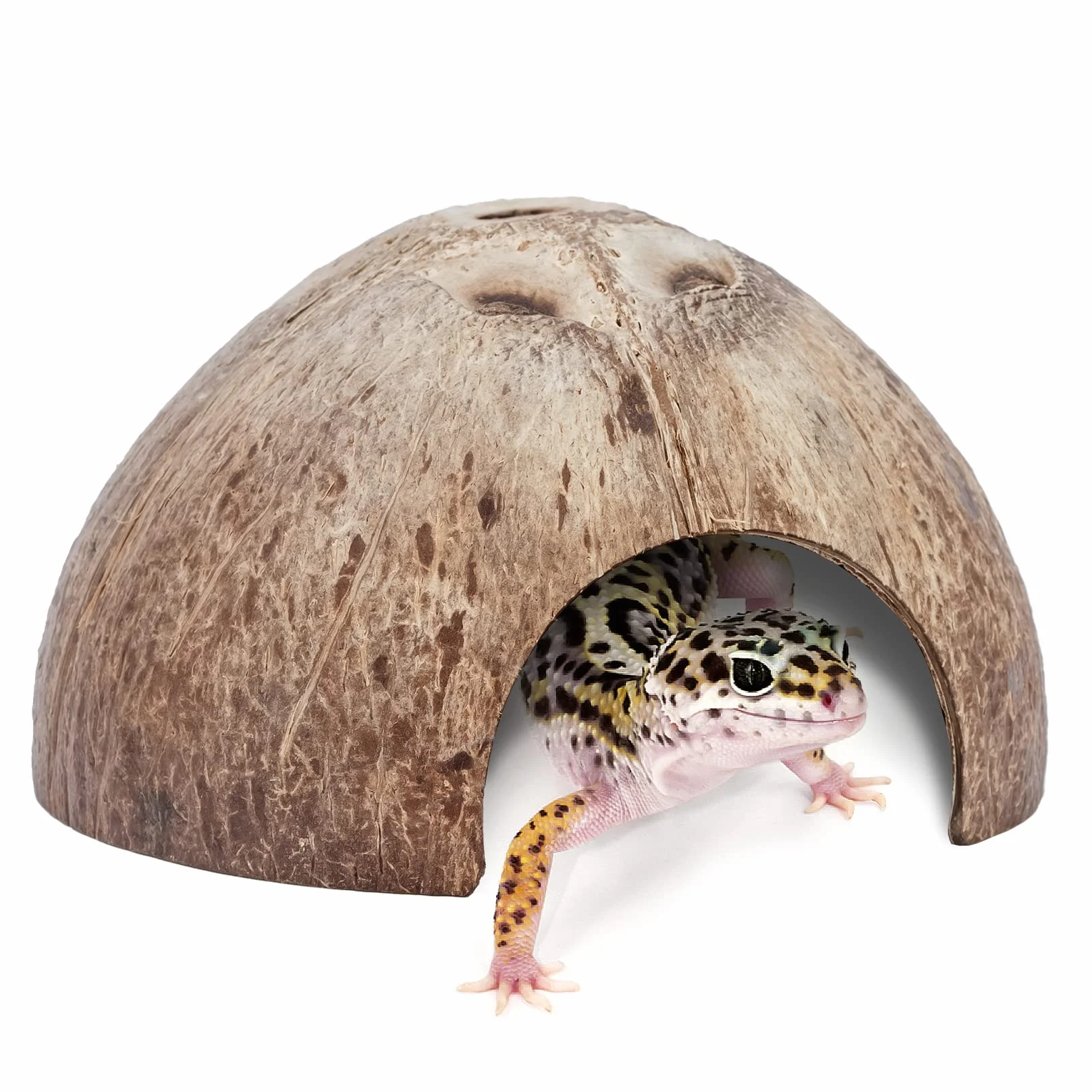 Niteangel Naturel Noix de Coco Reptile Cachette Lézard Poisson Aquarium Grotte Surface Lisse