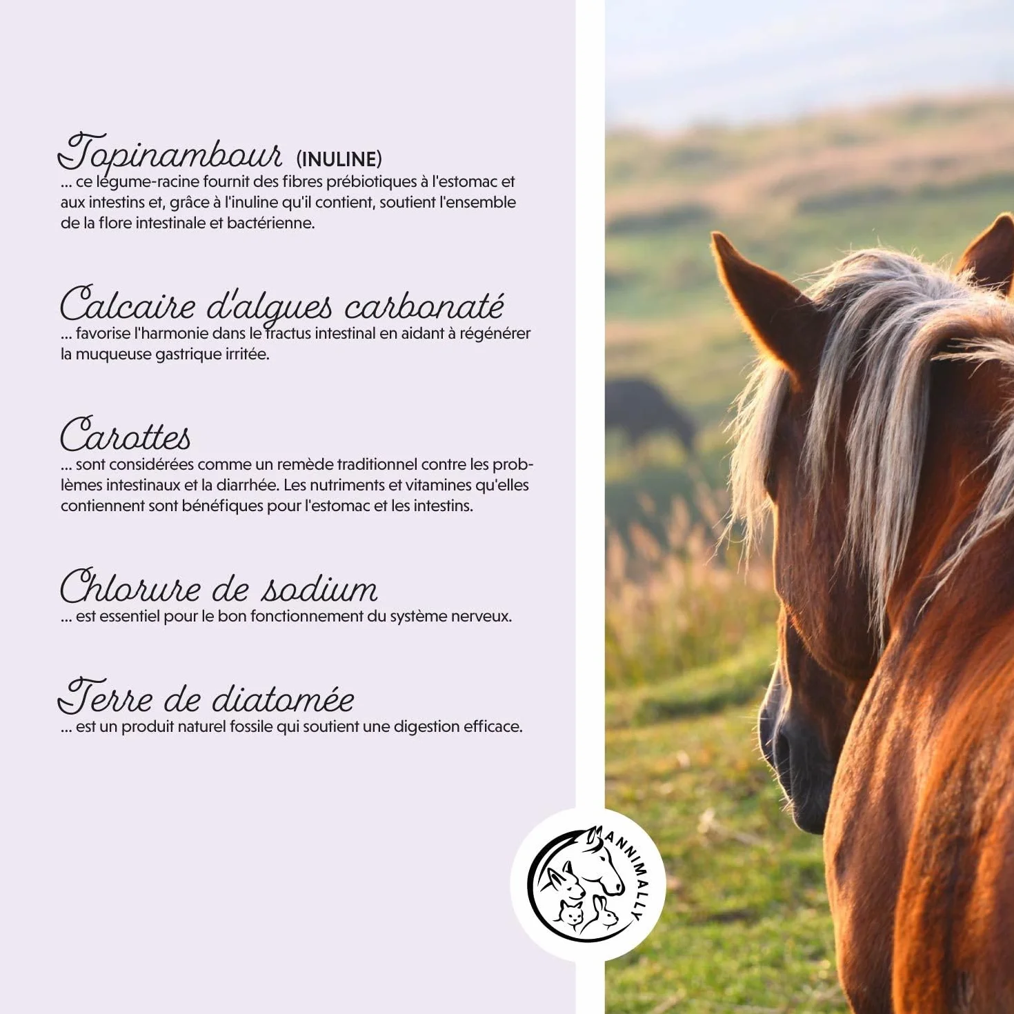 Poudre de probiotiques pour Chevaux 750 g avec levure Vivante Flore intestinale Saine
