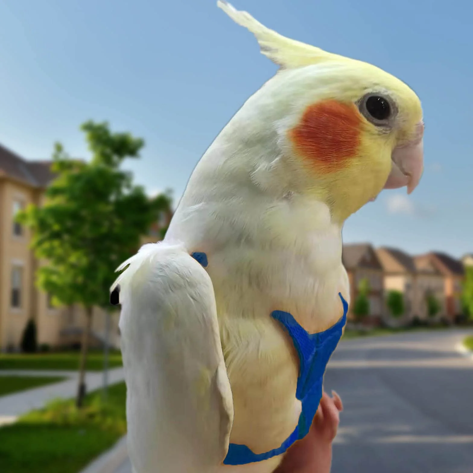 Harnais réglable pour Perroquet Laisse Anti-Morsure Sangle élastique Oiseaux
