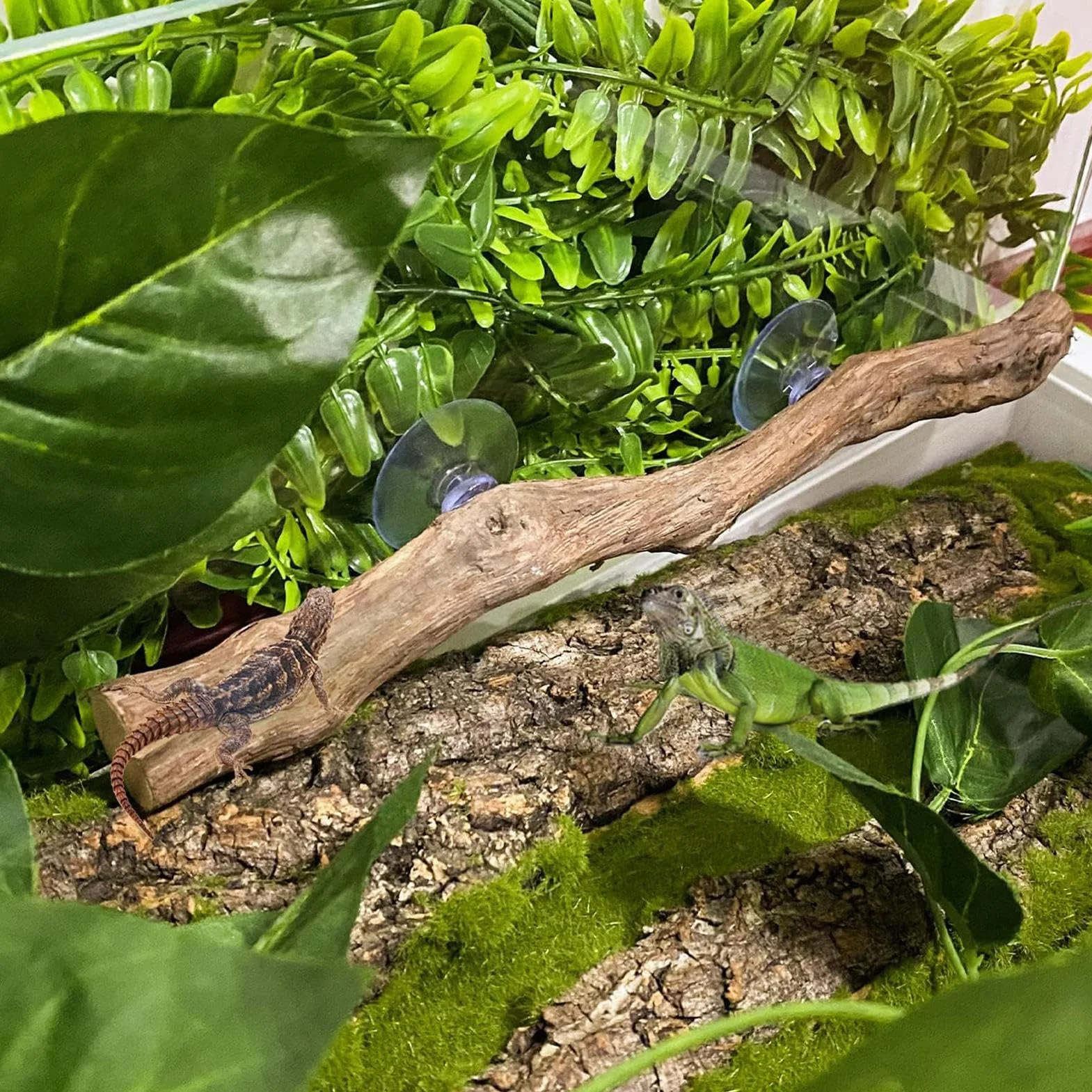 Branches d'escalade pour reptiles 30 cm Tronc d'arbre en bois naturel Décoration terrarium Antidérapant Lézard Serpent Gecko