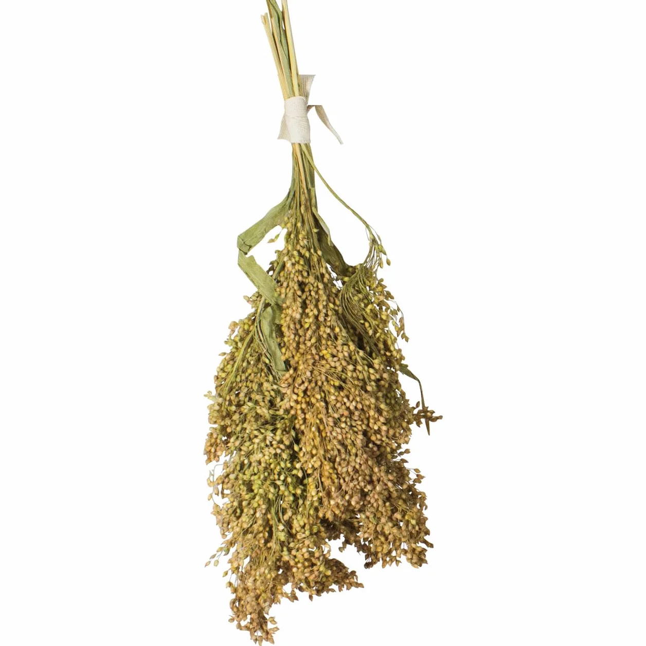 JR FARM Birds Millet panicule 100 g