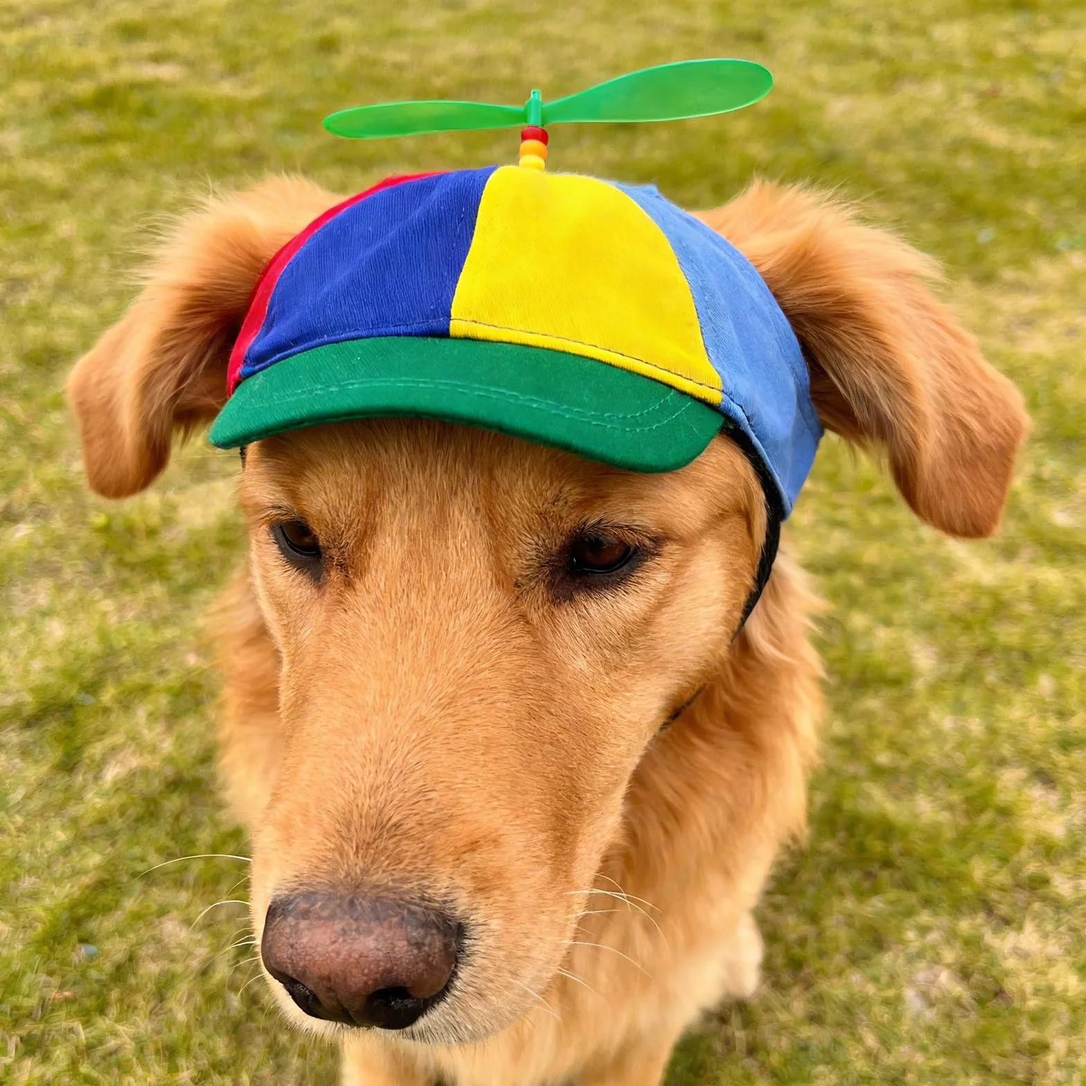 Chapeau à Hélice pour Chien et Chat Casquette de Baseball à Hélice pour Chiot Casquette Ajustable pour Animaux avec Trous pour Les Oreilles Chapeau Amusantes pour Animax Domestique